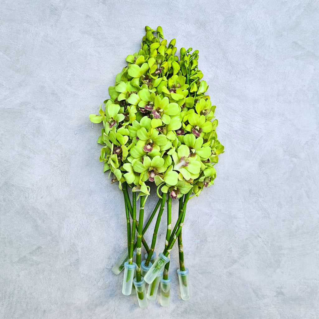 Green_Orchid_Thai_1024x1024.