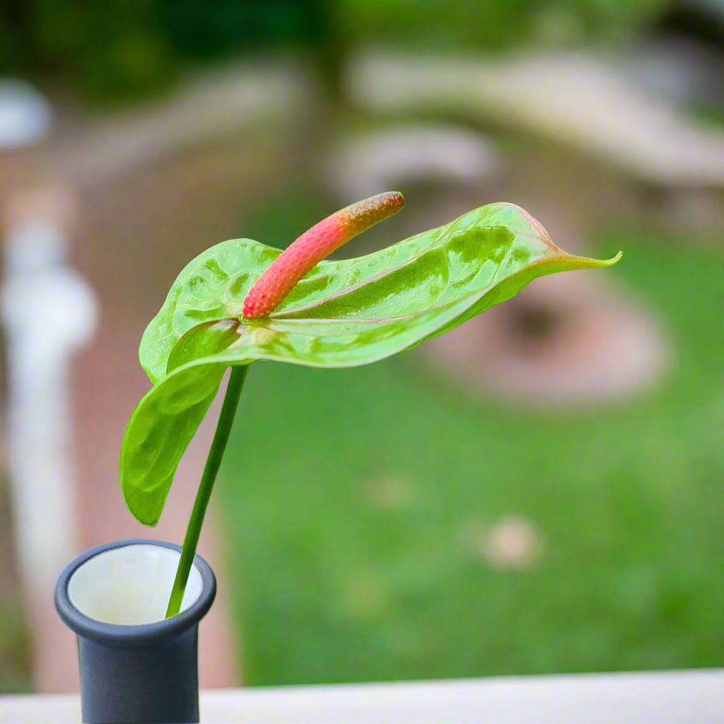 Rare Anthurium Verino orchids in green, available in bundles of 5-60, perfect for events, DIY projects, and elegant floral decor.