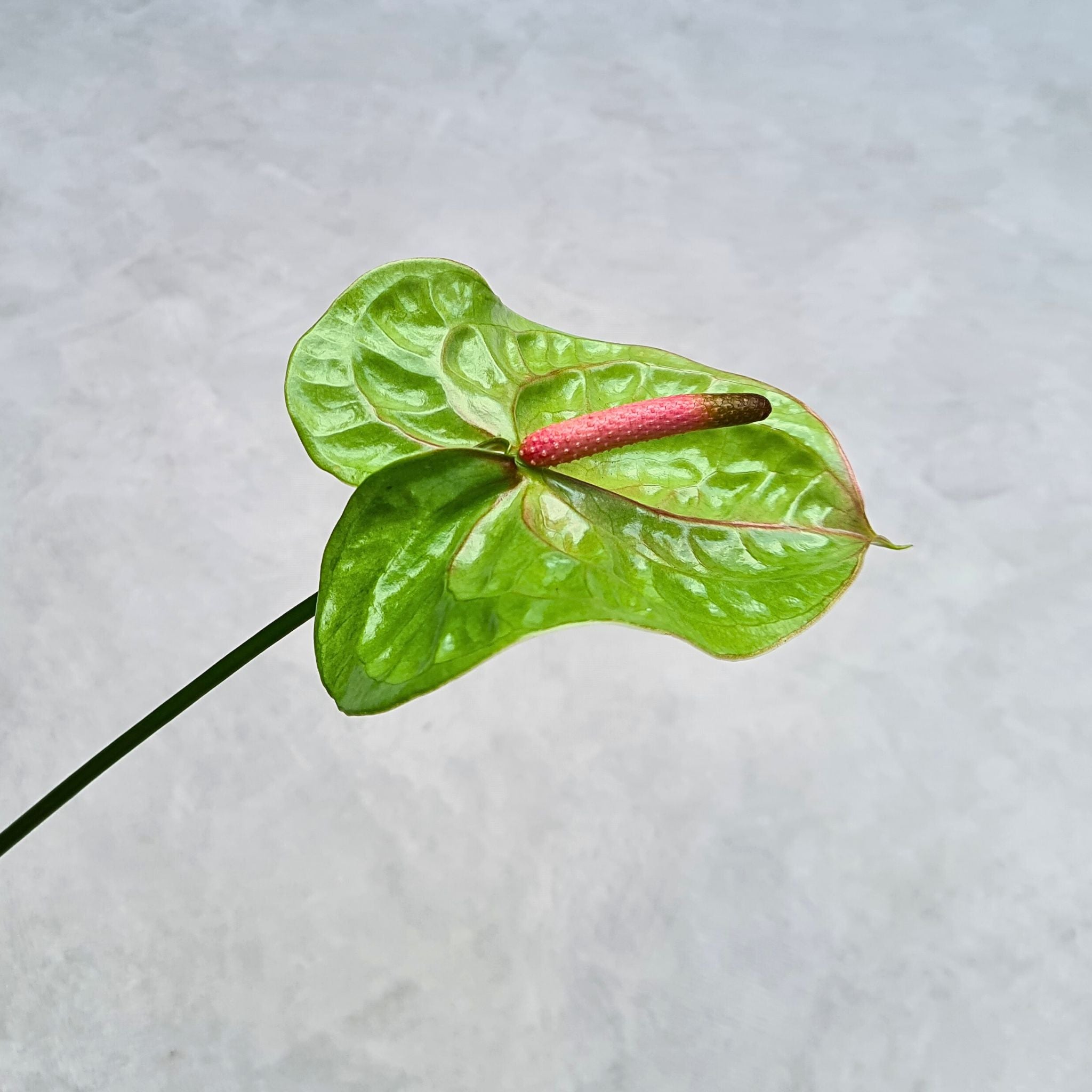 Premium Green Anthurium – Verino Orchid Bundles for Floral Art & Events
Introduce natural elegance to your floral decor with The Green Anthurium Verino Orchid, a fresh Thai bloom with a refreshing green tone. Available in bundles of 20, 40, or 60 stems, these premium orchids are perfect for wedding florals, event decorations, and creative floral styling. Shipped fresh from Thailand for peak quality. Free USA delivery!

