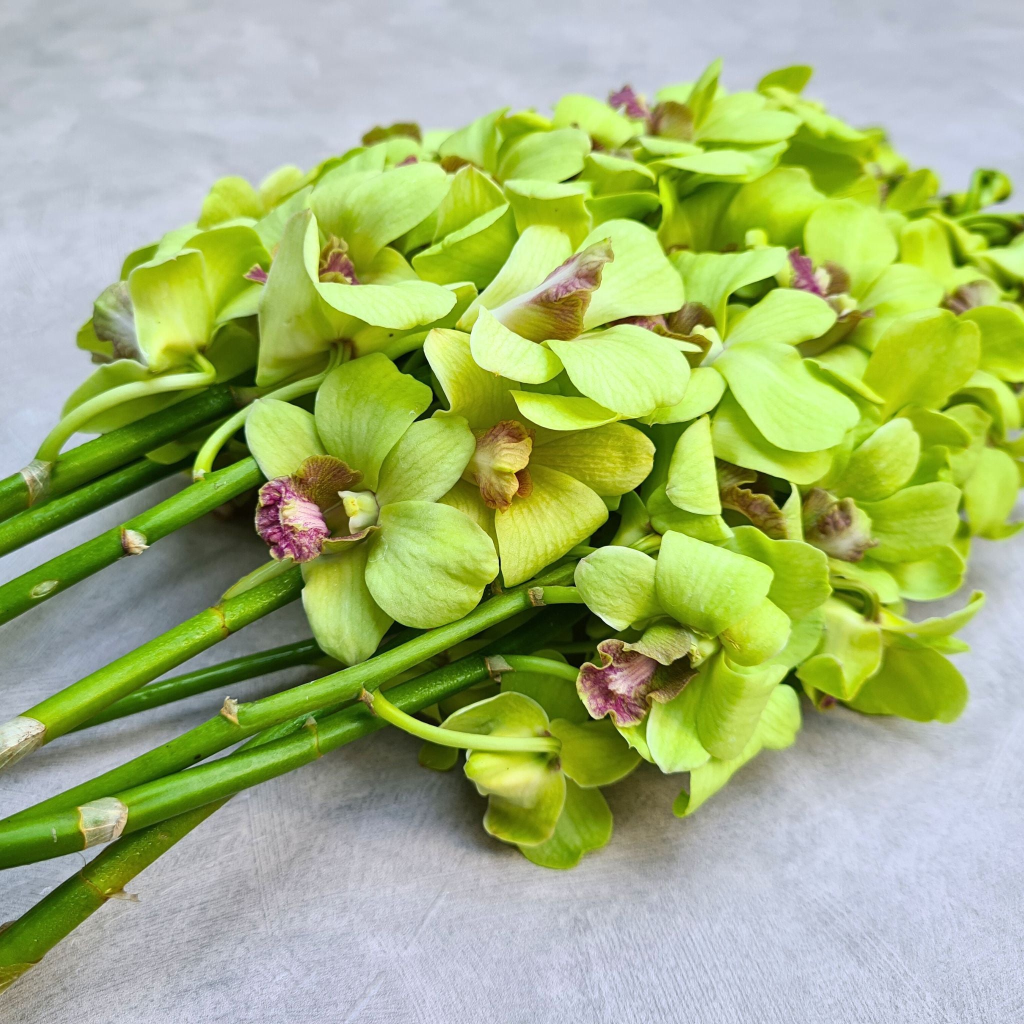 10 stems of premium Jade Green Thai orchids, Dendrobium variety. Perfect for DIY floral projects, wedding flowers, and home decor. These farm-fresh, long-lasting orchids add unique color and elegance to every arrangement.