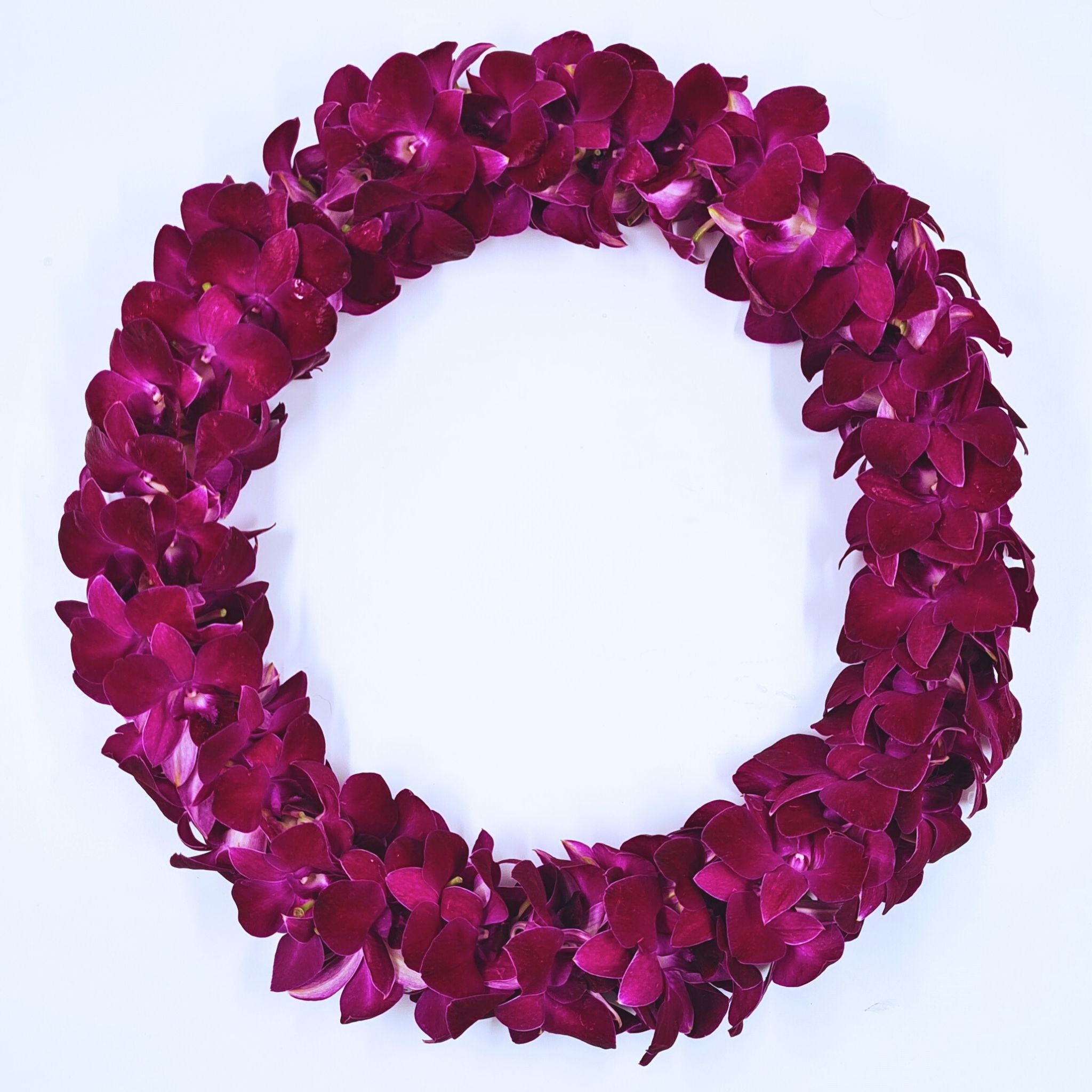 Symbolizing strength and celebration, the Red Bull Double Orchid Lei is a handcrafted floral masterpiece featuring deep crimson-red and royal purple orchids. This eye-catching double-strand lei is designed to be worn at graduations, luaus, weddings, and grand tropical events. Each flower is hand-selected for its vibrancy and flown fresh from Thailand, ensuring a striking and long-lasting floral necklace.
