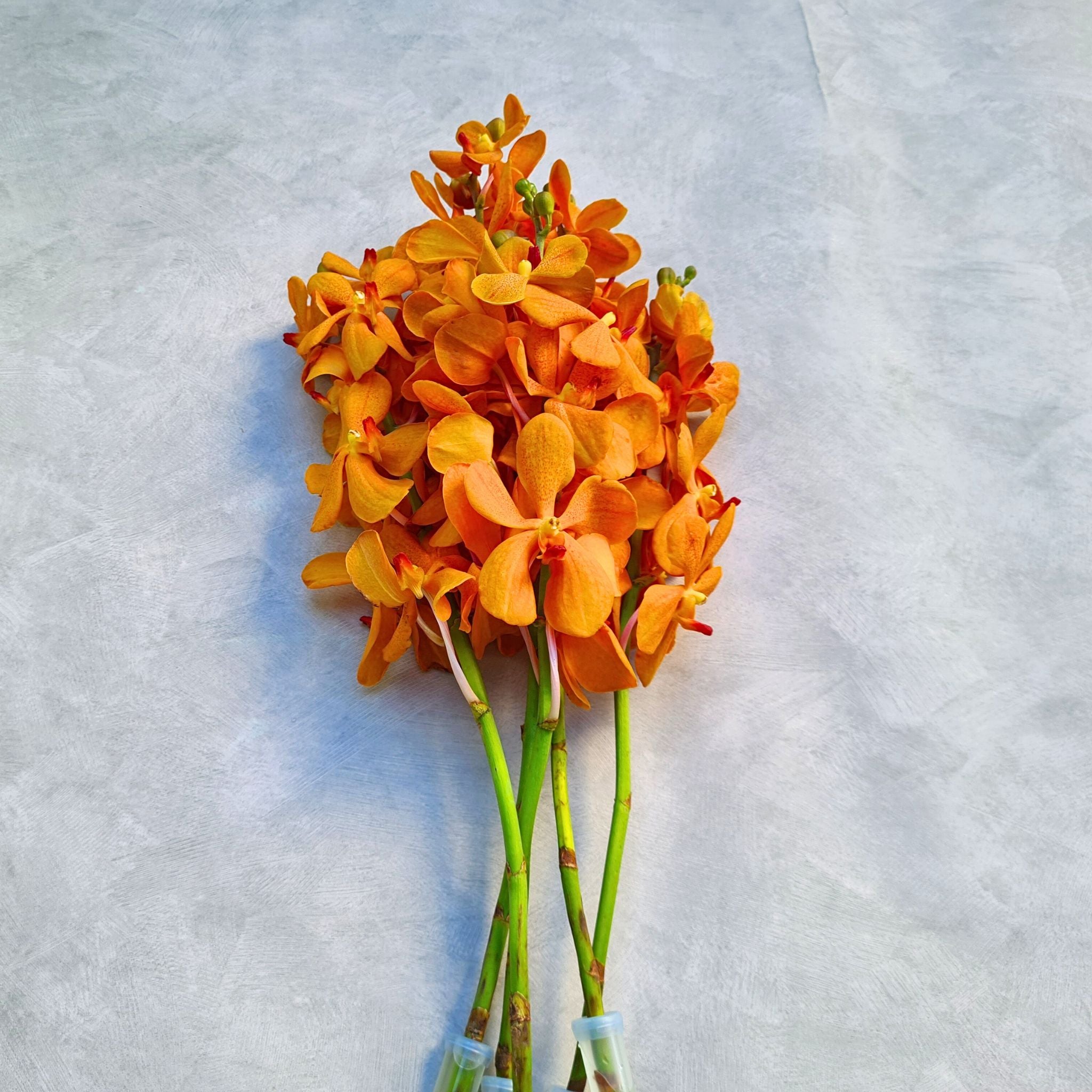 Fresh Aomyai Orange Mokara Orchids, 10 stems flown from Thailand. Bright orange tropical flowers ideal for wedding bouquets, home decor, floral DIY projects, and unique floral gifts. Perfect for creating stunning floral designs.