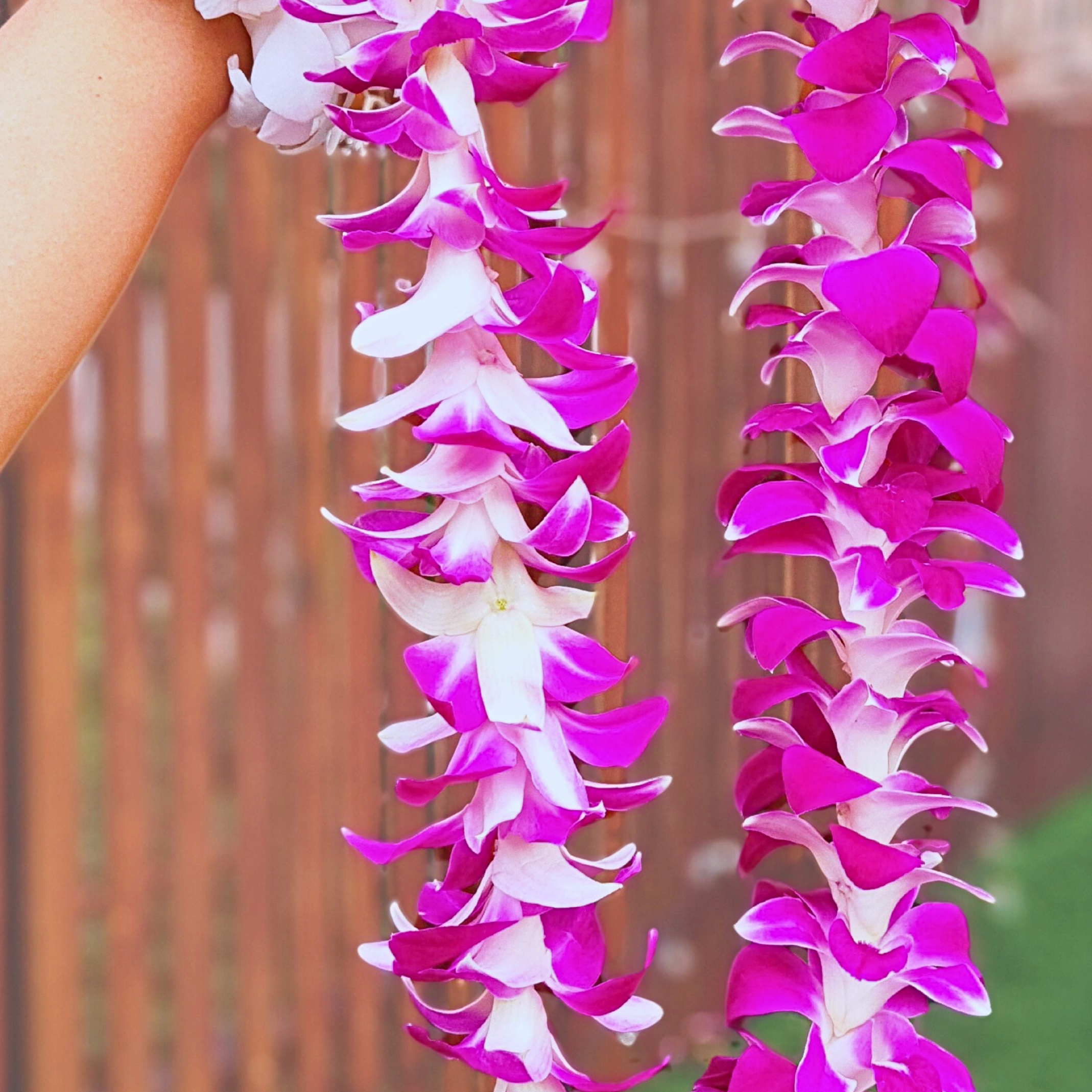 Beautiful Single Purple Orchid Lei with 55 high-quality Dendrobium orchids. Freshly flown from Thailand, this lei is perfect for tropical parties, beach events, and weddings, adding elegance to any occasion.