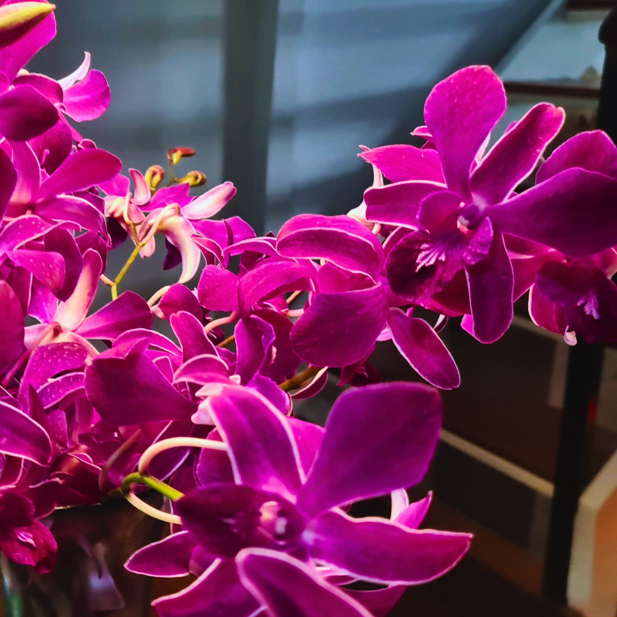 🌸 Exotic "Miss Siam Red" Thai Dendrobium orchids with deep purple tones and white petal stripes. Perfect for weddings, bouquets, and DIY floral projects. Freshly picked, long-lasting blooms bundled in 10 stems with water capsules for extended beauty.