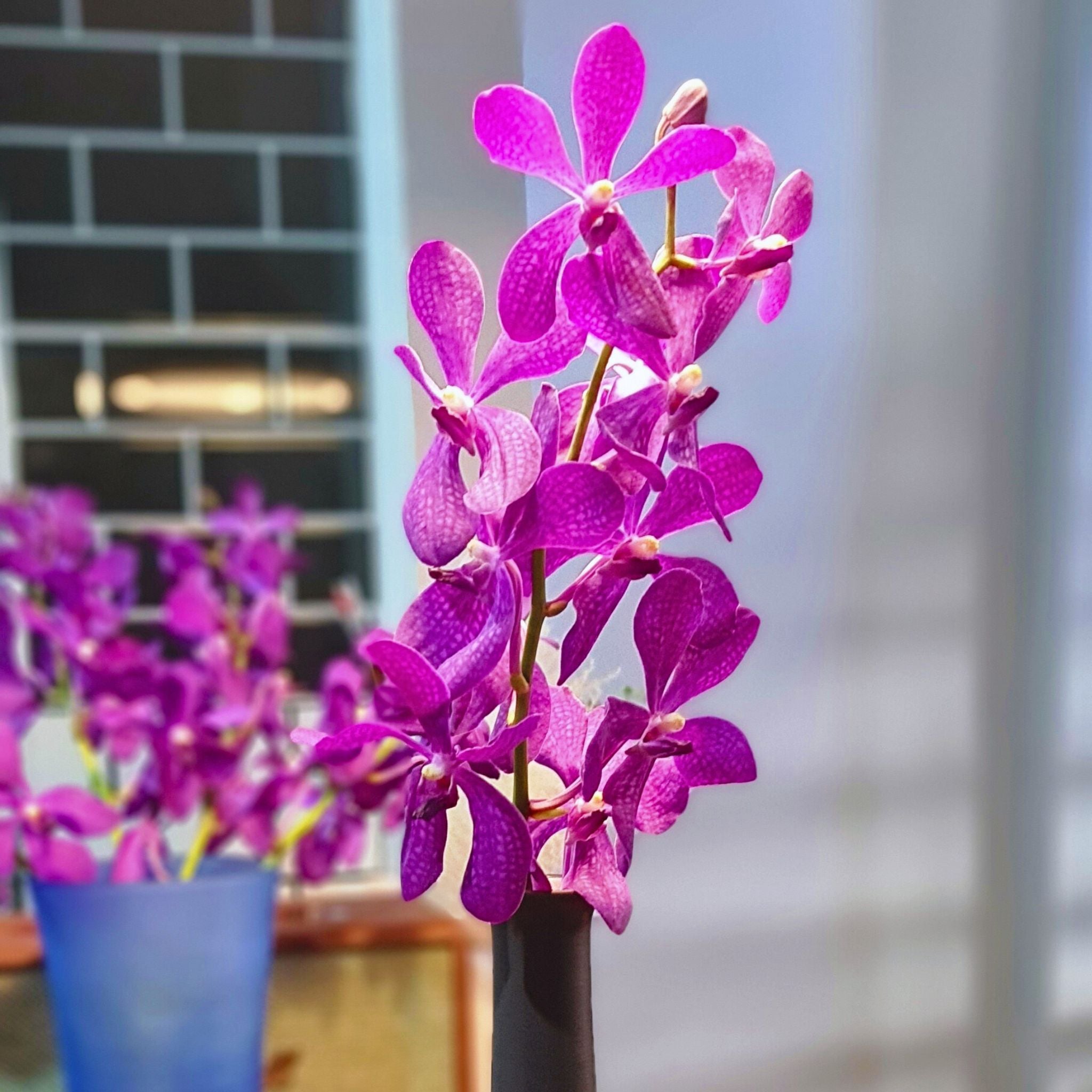 Mokara Blue orchids with a deep purple hue and minimal speckles. Fresh 10-stem bundle for wedding centerpieces, elegant table decorations, and DIY floral projects. Premium blooms flown directly from Thailand.