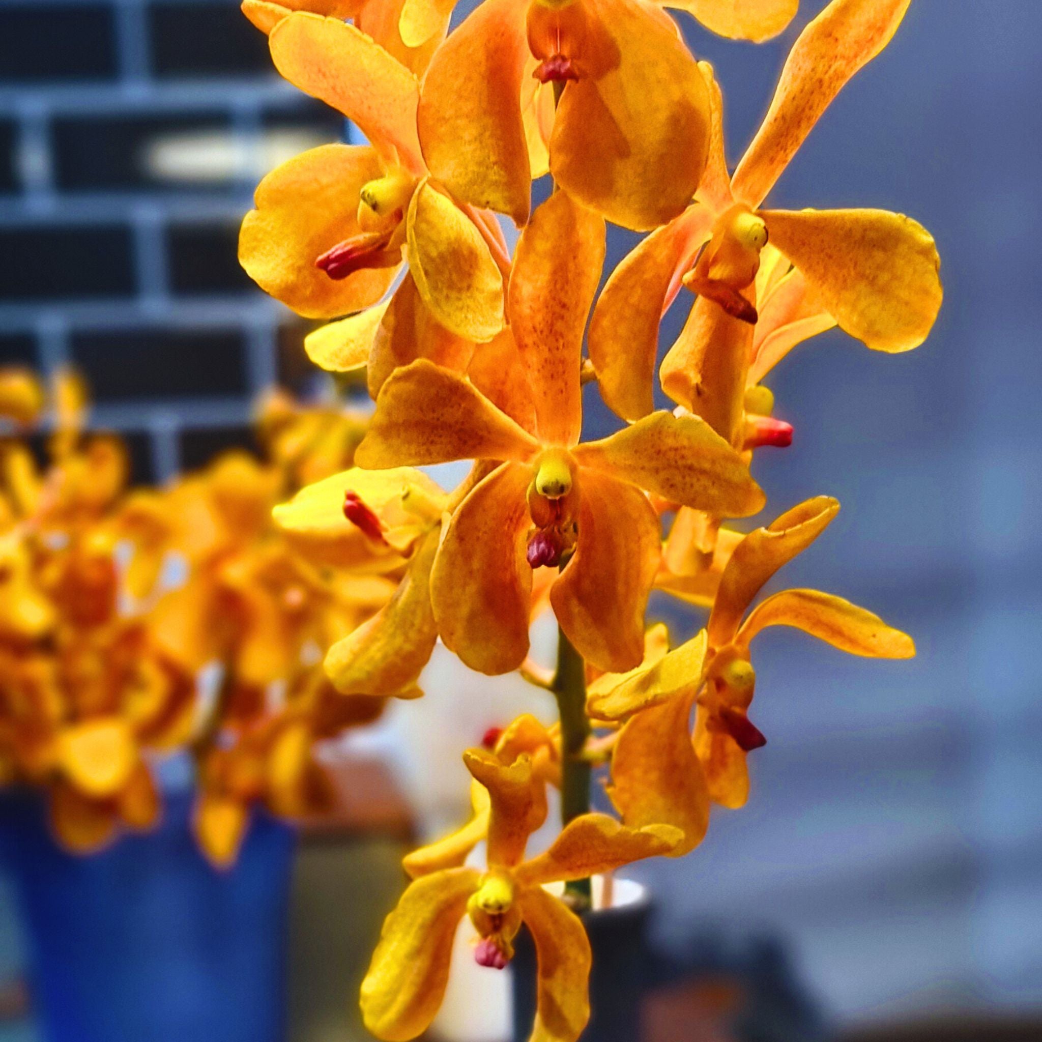 10 stem Aomyai Orange Mokara Orchids, fresh and vibrant from Thailand, perfect for weddings, floral arrangements, home decor, and DIY projects. Exotic tropical flowers that brighten up any event or space with their unique orange hue