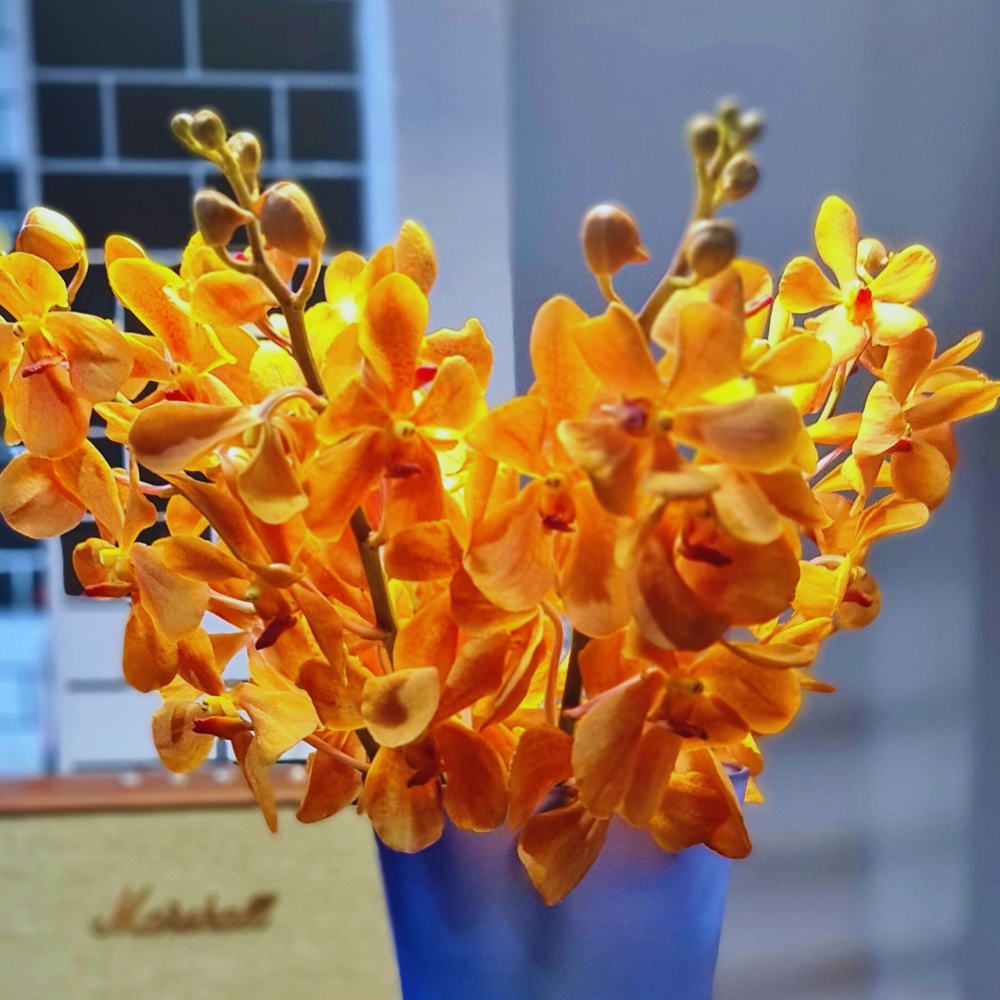 Fresh 10 stem Aomyai Orange Mokara Orchids, vibrant tropical flowers from Thailand, ideal for wedding bouquets, home decor, and floral arrangements. Unique exotic flowers perfect for DIY projects and adding elegance to any occasion.