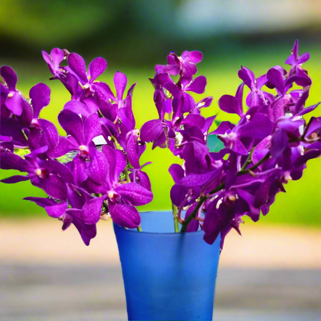 Mokara Blue dark purple orchids with vivid hues and minimal speckles. Fresh 10-stem bundle for wedding floral arrangements, event decorations, and DIY flower projects. Shipped fresh from Thailand.