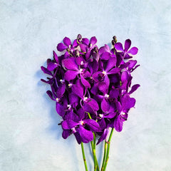 Stunning dark purple Mokara Blue orchids with bold colors and refined elegance. A 10-stem bundle of fresh Thai blooms for weddings, special events, and artistic floral designs. Long-lasting and versatile flowers.