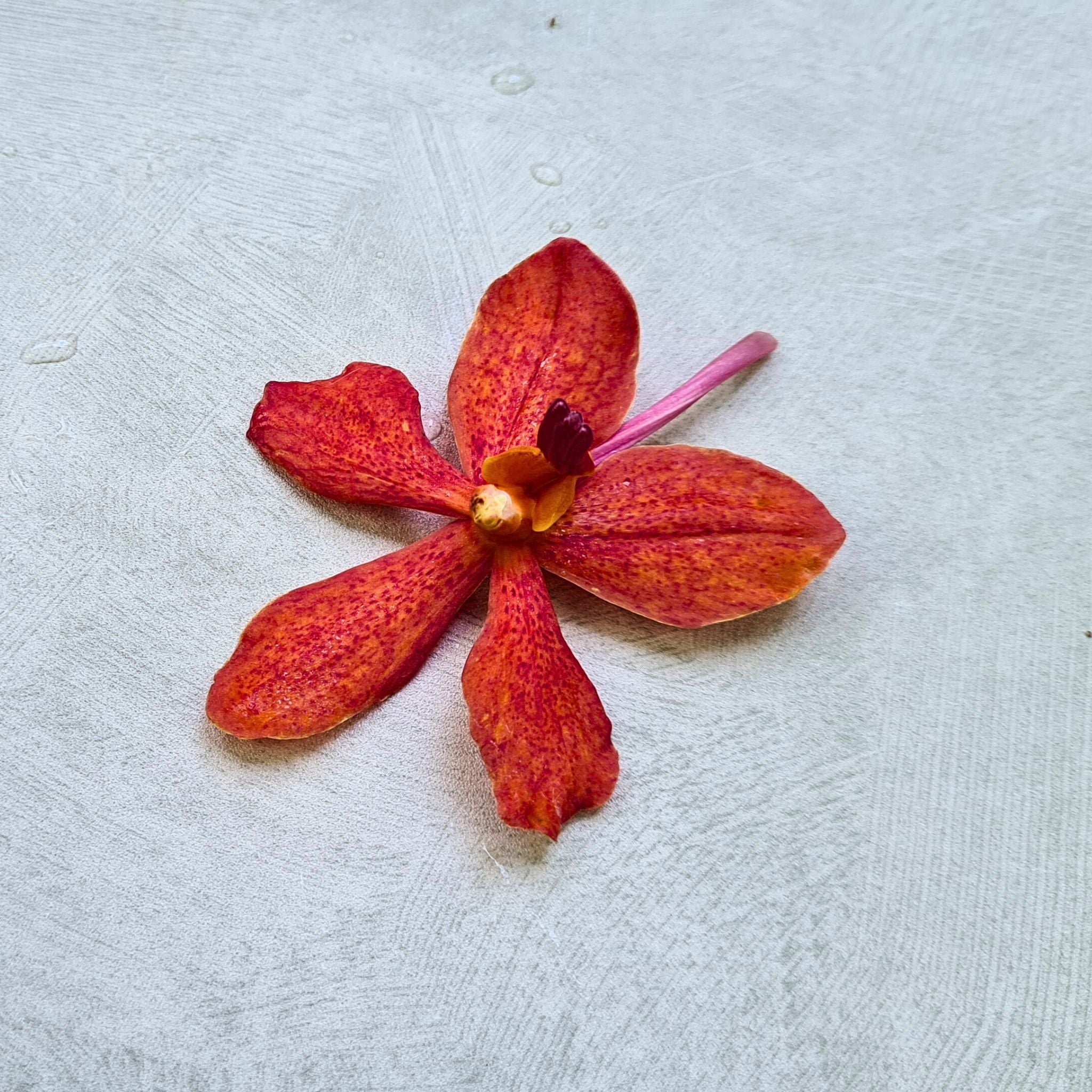 Exotic red Mokara orchids, known as Salaya Red, freshly harvested in a 10-stem bundle. Perfect for weddings, events, and bold floral arrangements. Flown fresh from Thailand with free shipping.