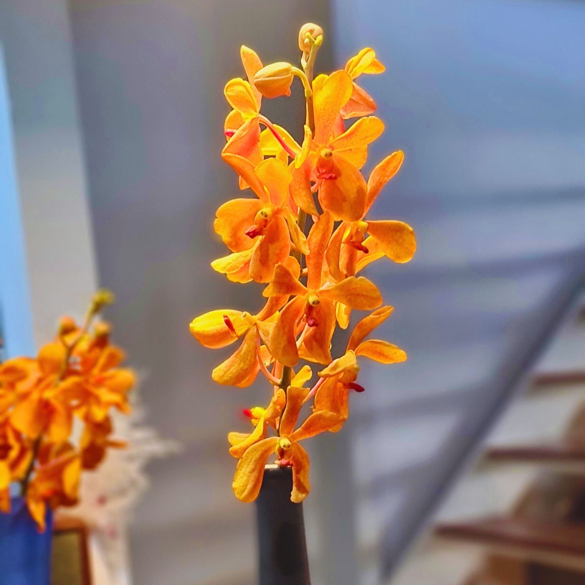 Exotic Aomyai Orange Mokara Orchids, 10 fresh stems from Thailand, perfect for wedding bouquets, floral centerpieces, home decor, and DIY floral projects. Vibrant tropical flowers add a pop of color and elegance to any event or gift