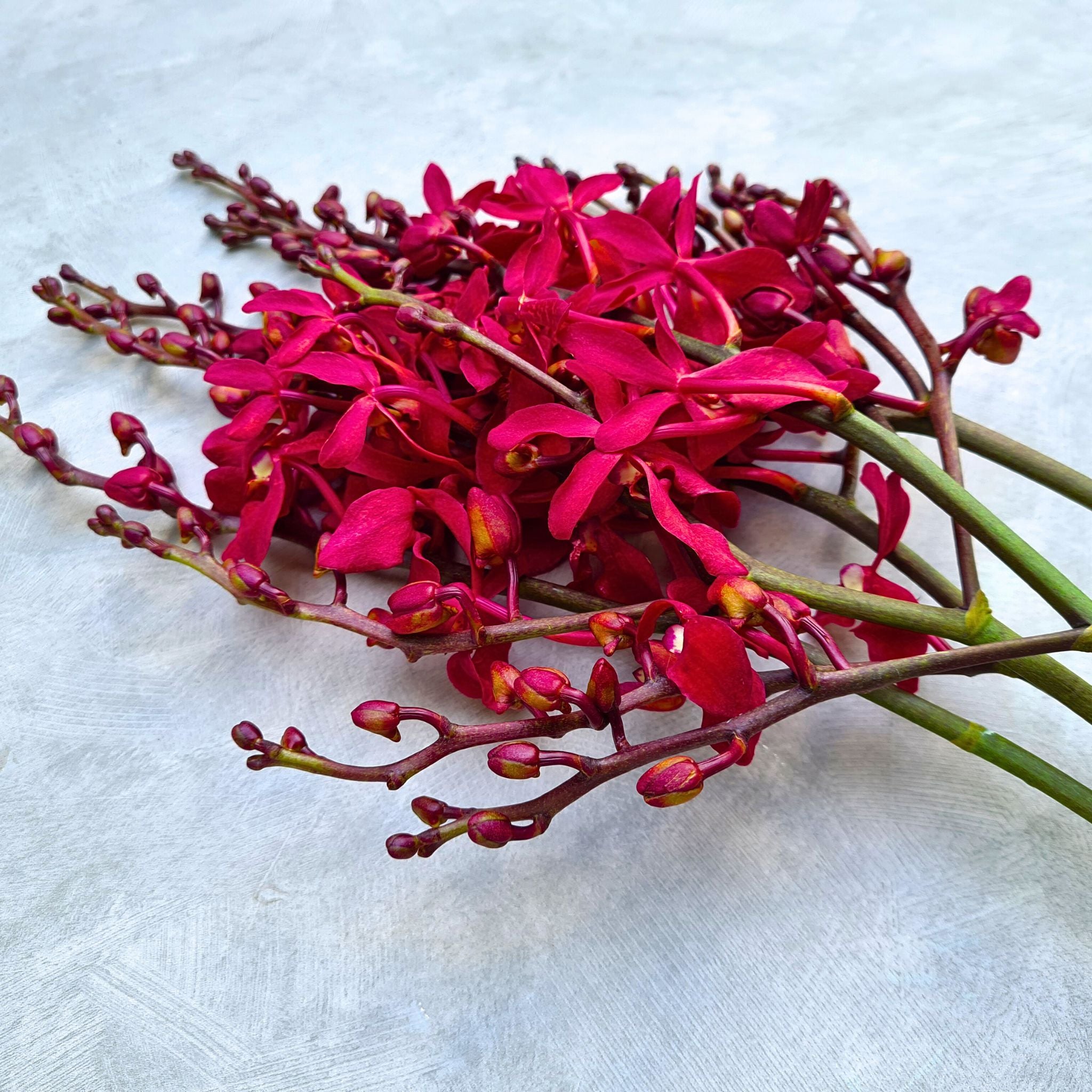 Stunning New Azimah red Renanstylis orchids, freshly harvested from Thailand. A 10-stem bundle of rare exotic blooms ideal for wedding floral installations, event décor, and dramatic bouquets. Free shipping included