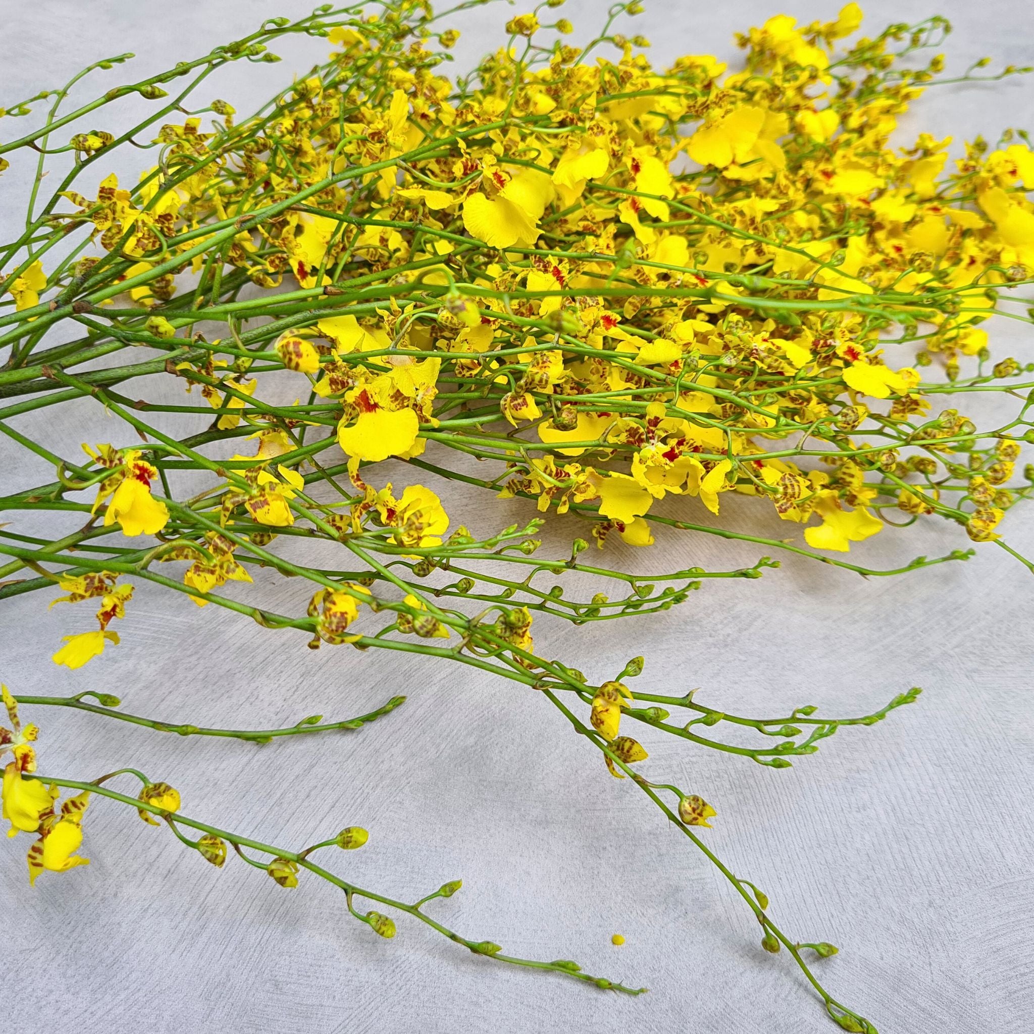 Bright Yellow Oncidium Orchids "Golden Shower" deliver rare elegance with cascading blooms. Perfect for wedding decorations, tropical events, and home décor, these long-lasting flowers symbolize joy and prosperity in any arrangement