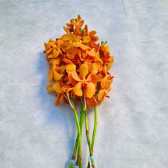 Vibrant Aomyai Orange Mokara Orchids, 10 stems freshly flown from Thailand, perfect for wedding bouquets, home decor, and floral arrangements. Exotic tropical flowers ideal for DIY projects, gifting, and unique floral designs