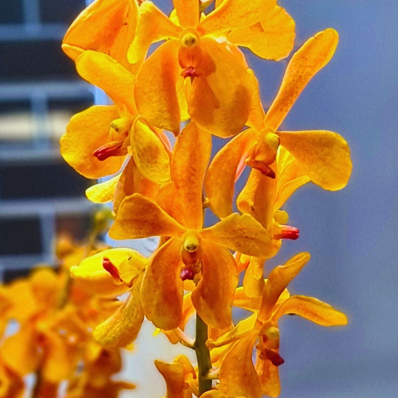 Vibrant Aomyai Orange Mokara Orchids, 10 stems freshly flown from Thailand, perfect for wedding bouquets, home decor, and floral arrangements. Exotic tropical flowers ideal for DIY projects, gifting, and unique floral designs