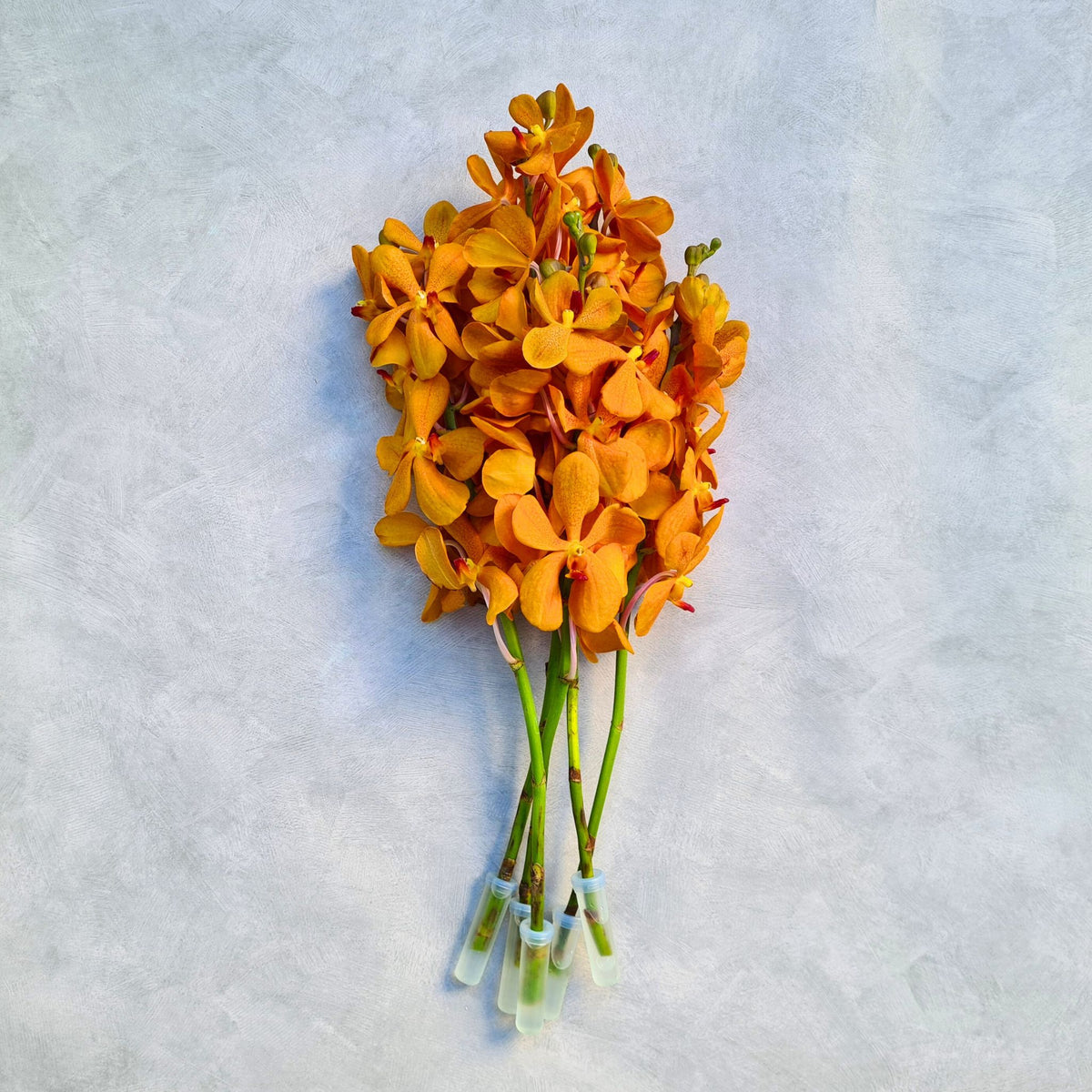 Vibrant Aomyai Orange Mokara Orchids, 10 stems freshly flown from Thailand, perfect for wedding bouquets, home decor, and floral arrangements. Exotic tropical flowers ideal for DIY projects, gifting, and unique floral designs