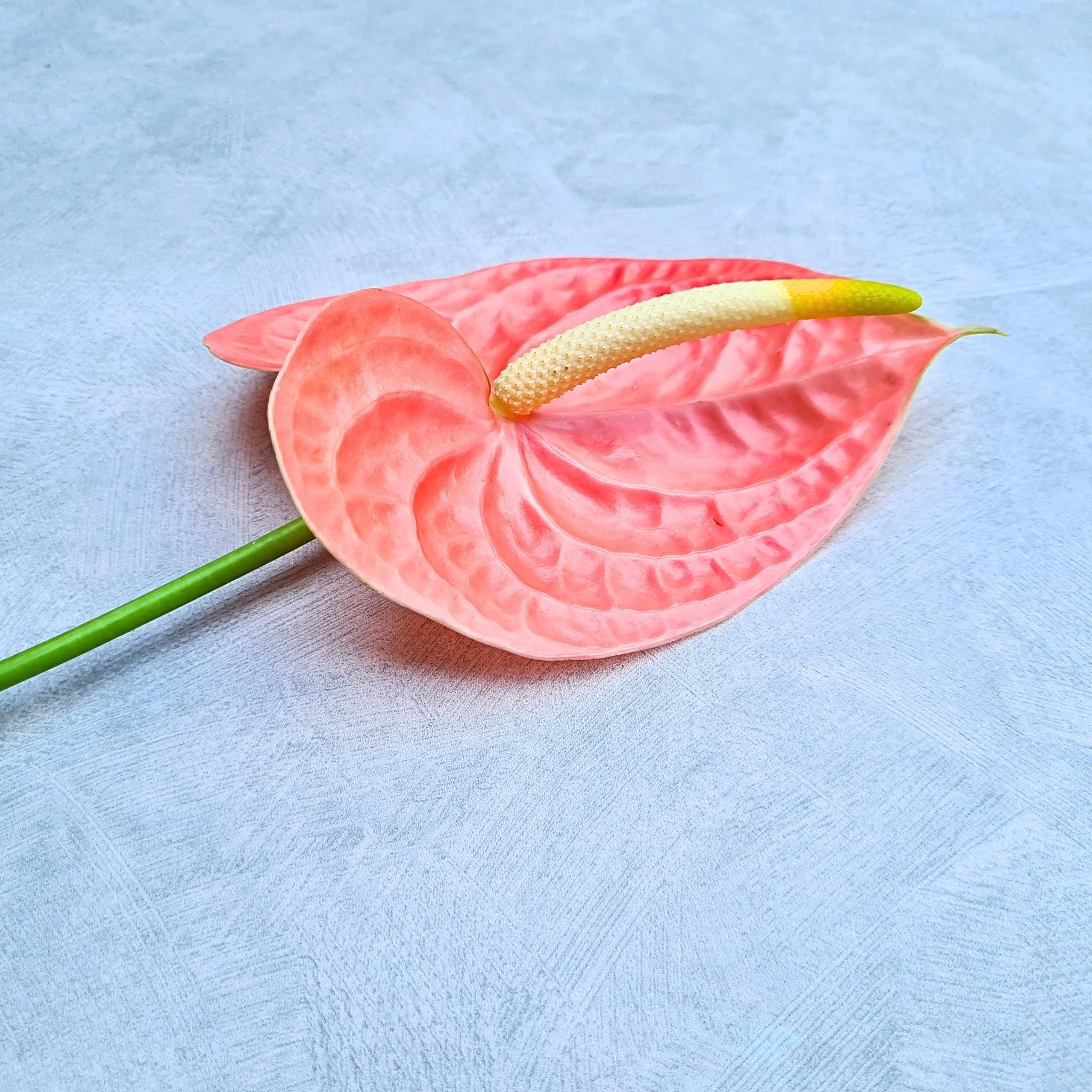 Elegant peach-red Anthurium "Nunzia" orchids, rare Thai blooms with velvety petals. Bundled fresh in sizes of 5-60 stems, they are ideal for weddings, events, DIY floral designs, or home decor, offering unique beauty and lasting freshness.