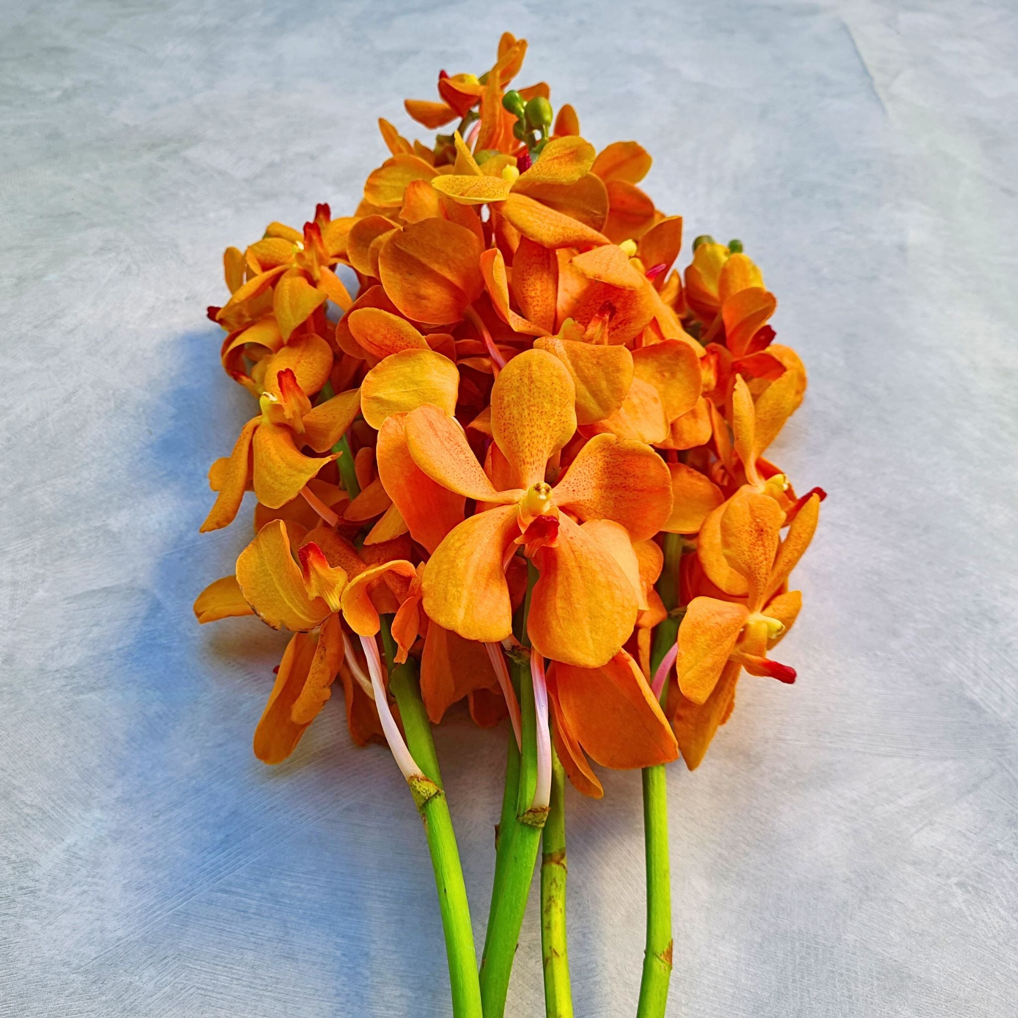 Fresh Aomyai Orange Mokara Orchids, 10 stems flown from Thailand. Bright orange tropical flowers ideal for wedding bouquets, home decor, floral DIY projects, and unique floral gifts. Perfect for creating stunning floral designs.