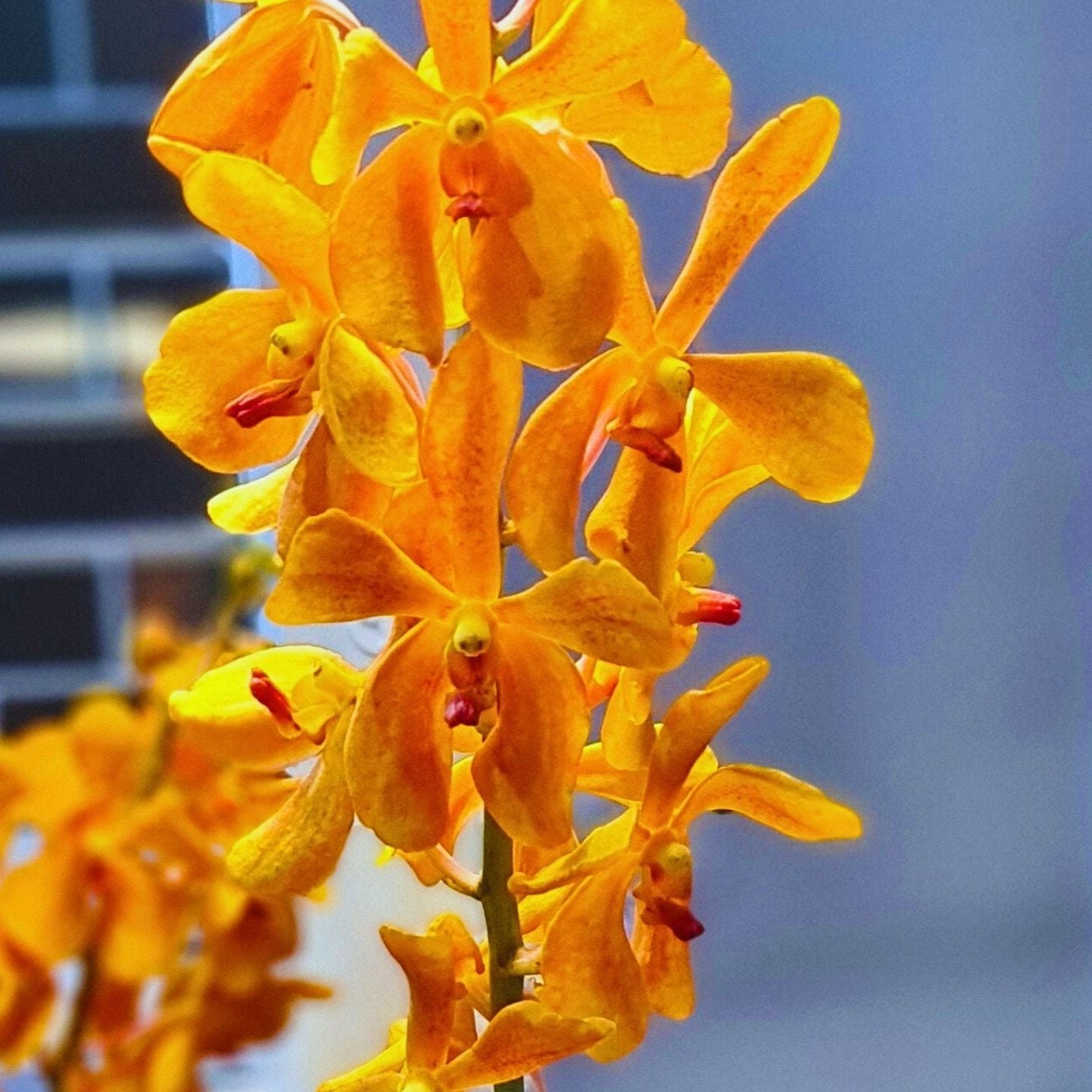 10 stem Aomyai Orange Mokara Orchids, fresh and vibrant from Thailand, perfect for weddings, floral arrangements, home decor, and DIY projects. Exotic tropical flowers that brighten up any event or space with their unique orange hue