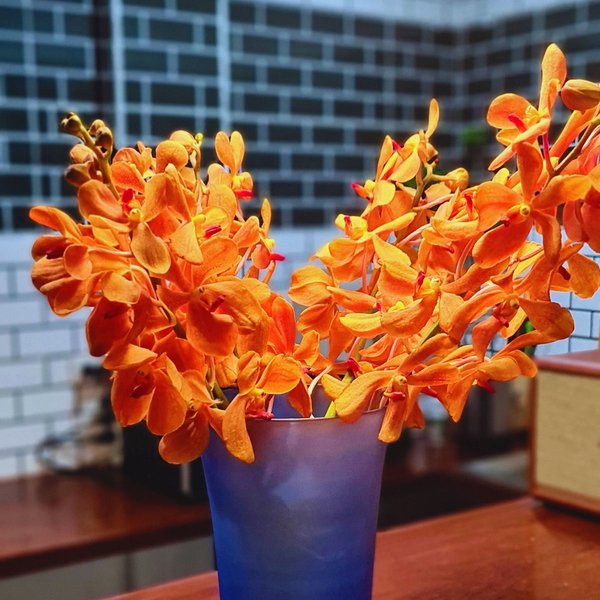 Fresh 10 stem Orange Mokara Orchids, Aomyai variety from Thailand, bring vibrant color to weddings, DIY floral arrangements, and home decor. Beautiful exotic flowers for gifts, centerpieces, and creating unique floral designs