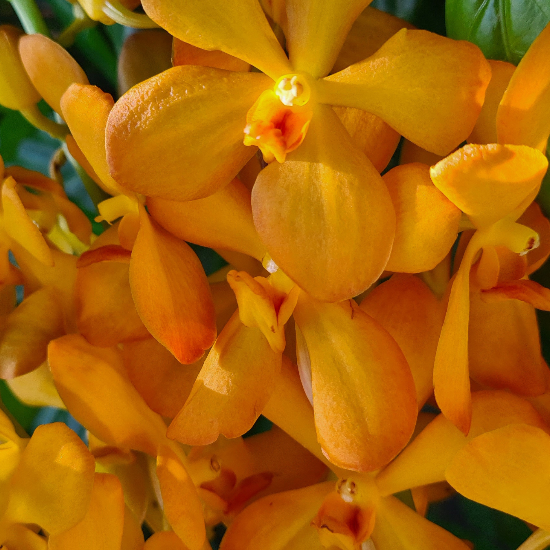 Fresh 10 stem Orange Mokara Orchids, Aomyai variety from Thailand, bring vibrant color to weddings, DIY floral arrangements, and home decor. Beautiful exotic flowers for gifts, centerpieces, and creating unique floral designs