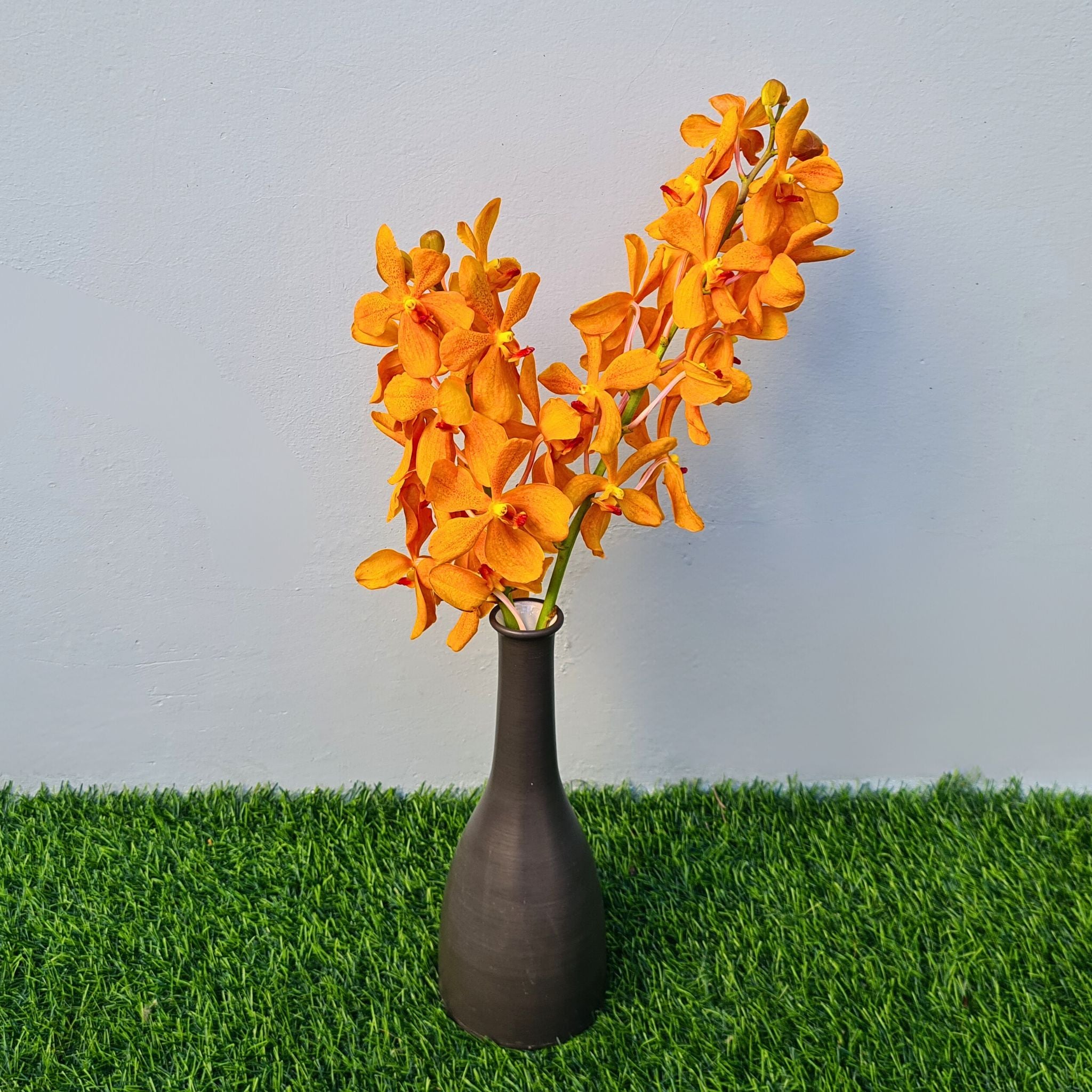 10 stem Aomyai Orange Mokara Orchids, fresh and vibrant from Thailand, perfect for weddings, floral arrangements, home decor, and DIY projects. Exotic tropical flowers that brighten up any event or space with their unique orange hue