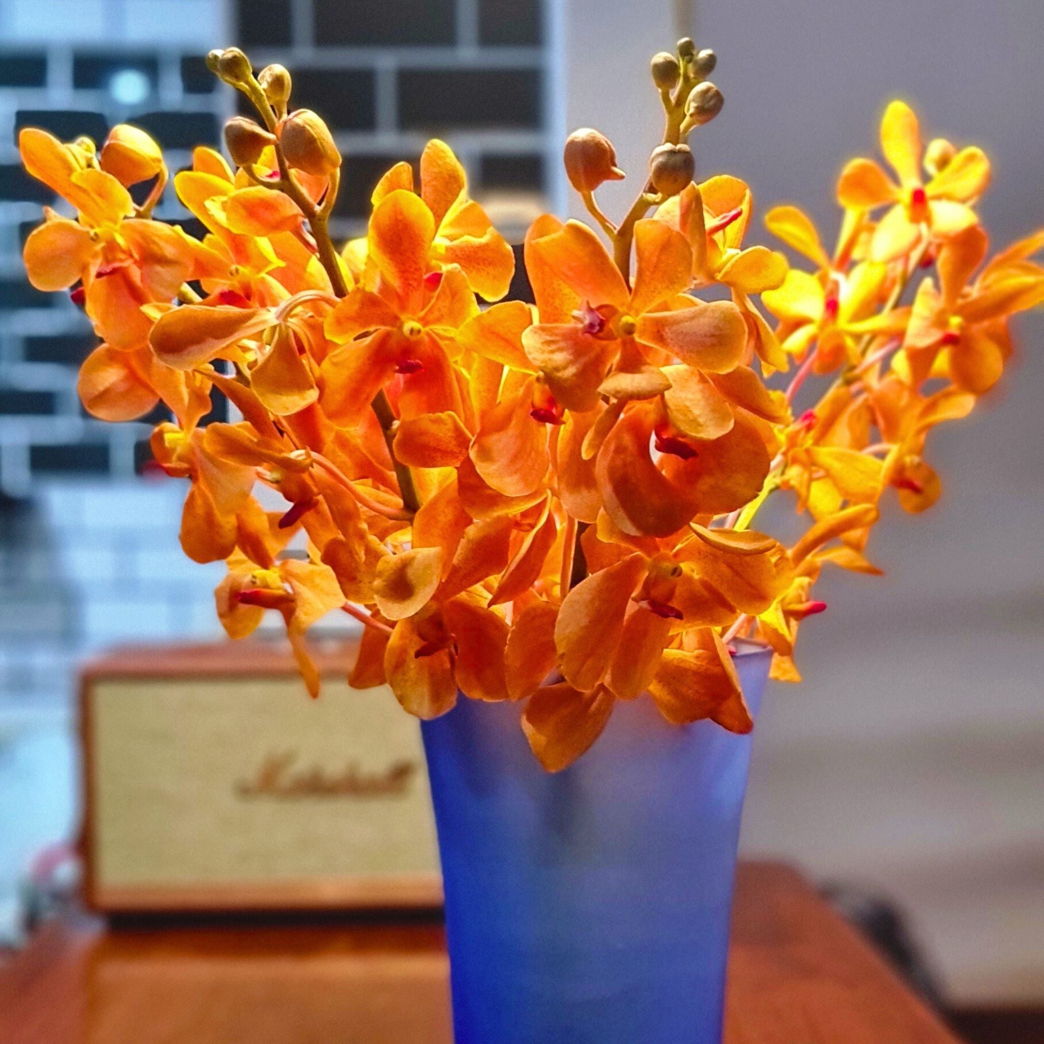 10 stems of fresh Aomyai Orange Mokara Orchids, vibrant orange color, flown from Thailand. Ideal for weddings, home decor, floral arrangements, and DIY projects. Unique tropical flowers perfect for gifts, centerpieces, and floral designs.