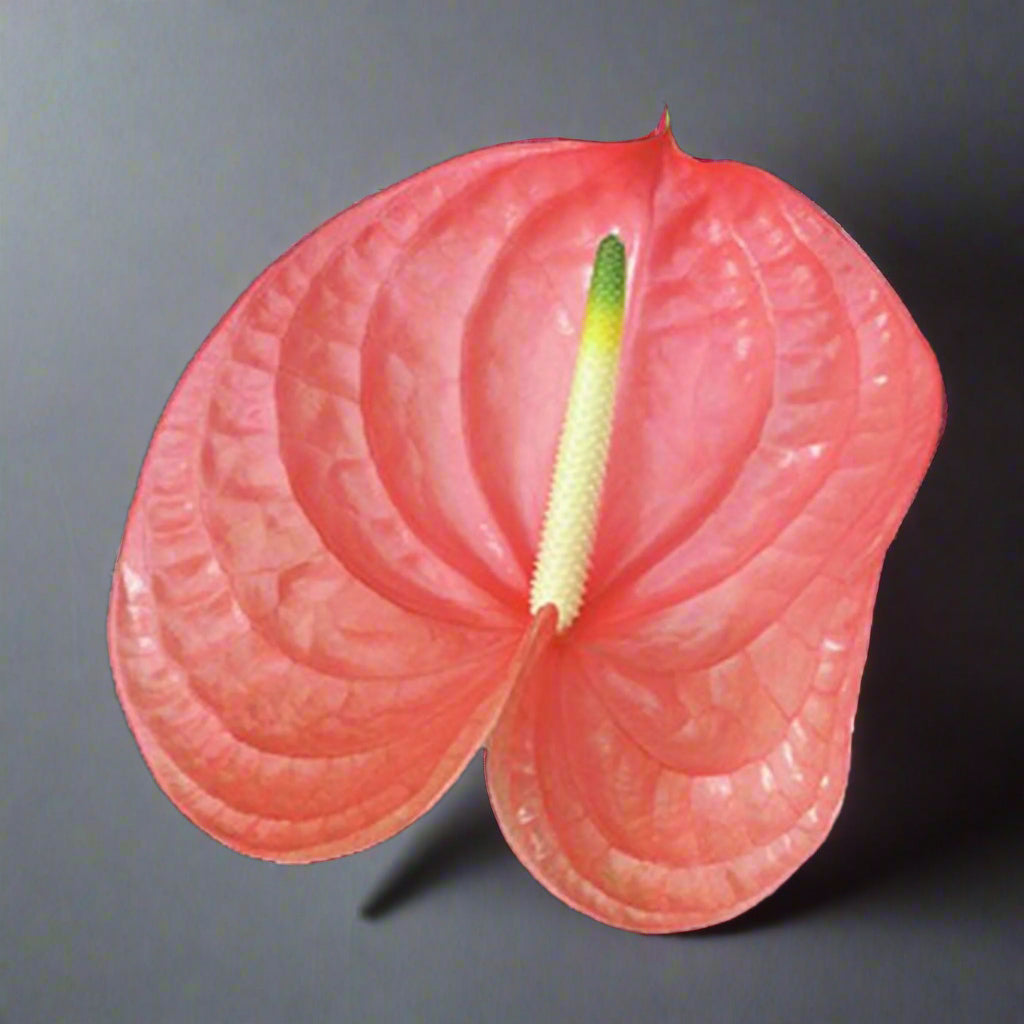 Anthurium Rosa orchids, rare salmon-pink tropical flowers with reddish-peach hues. Fresh from Thailand and available in 5-60 stem bundles, they’re perfect for weddings, decor, events, or creative floral designs, offering unique elegance.