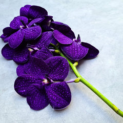 Vibrant purple-blue Vanda Orchids, freshly harvested in Thailand. Ten-stem bundle with unique patterns and bold hues, ideal for bouquets, table decorations, and DIY floral designs. Exotic blooms for weddings and special events with free shipping included.