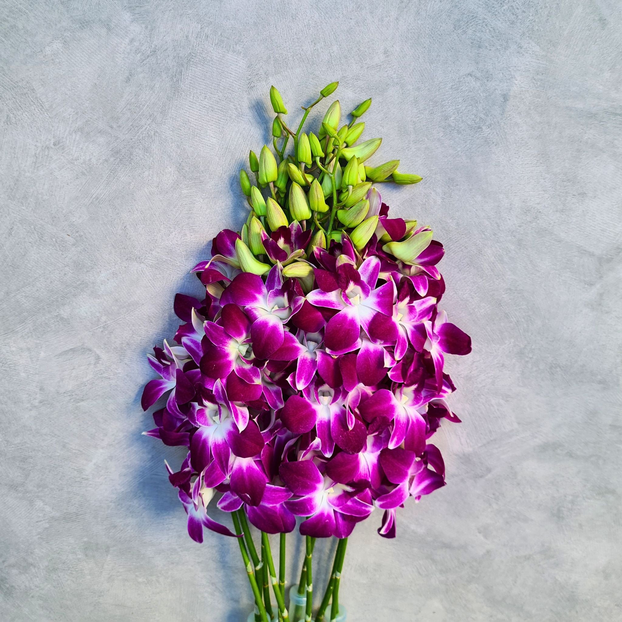 Fresh Purple Dendrobium Orchids with 10 long-lasting stems, flown in from Thailand. Each stem comes with a water capsule, perfect for bouquets, weddings, special events, & home decor. These vibrant purple orchids add elegance and beauty to any space