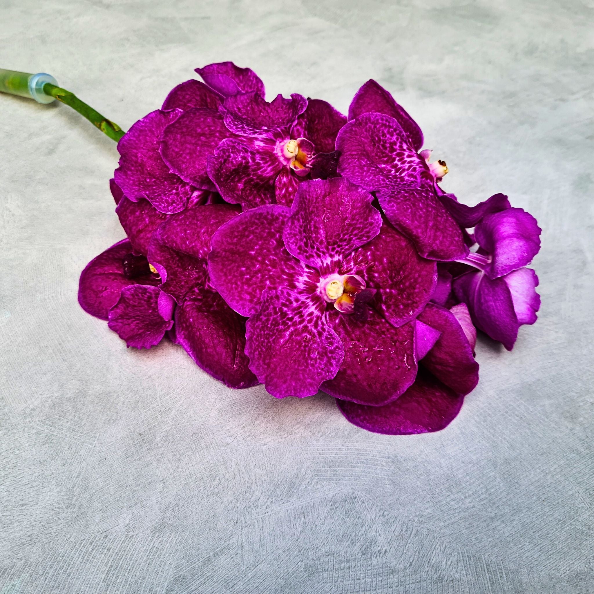 Rare Pink Red Vanda Orchids, a 10-stem bundle flown fresh from Thailand. With vibrant pink-red petals and intricate designs, these orchids are perfect for weddings, photography props, or sophisticated floral arrangements.