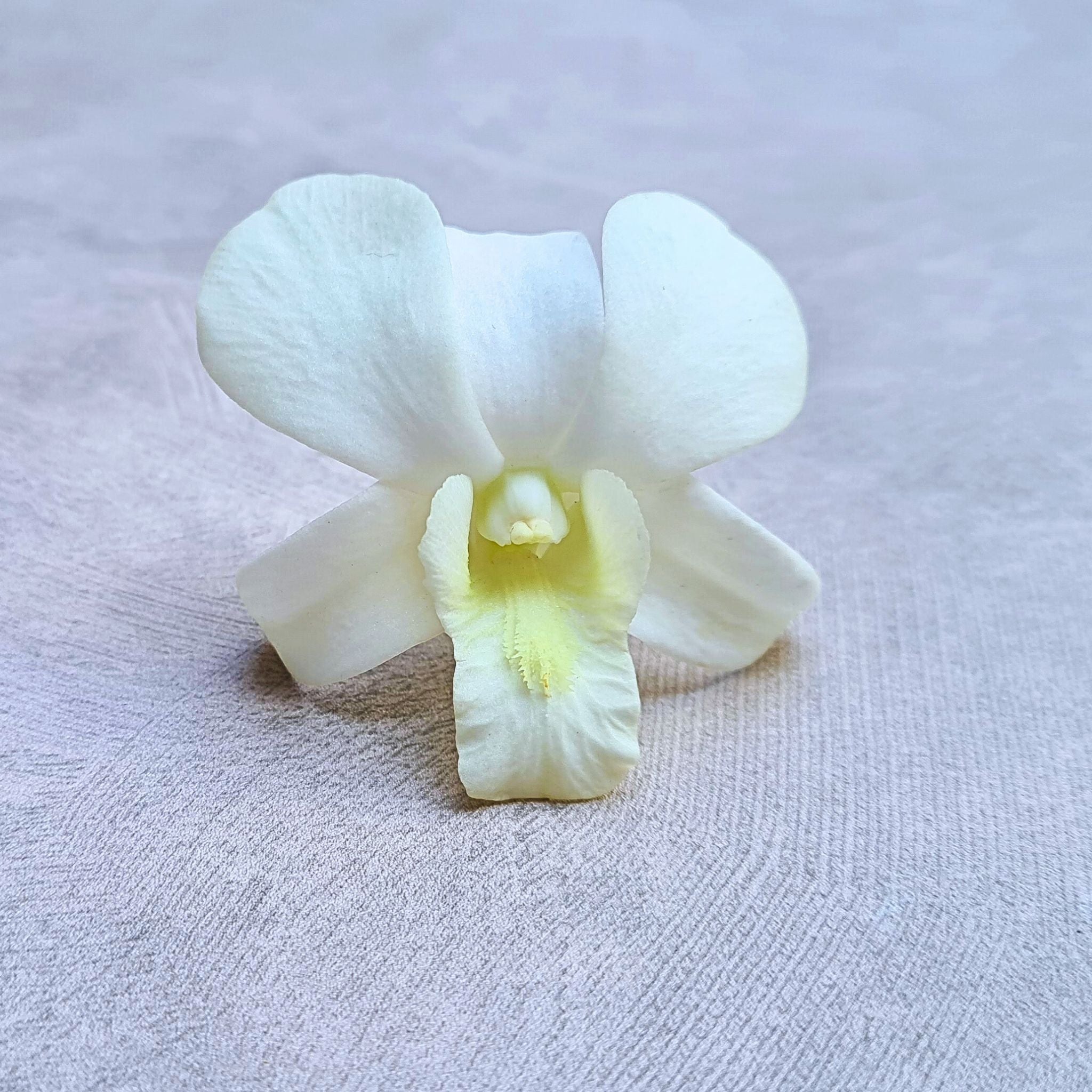 Elegant Snow White Orchid Dendrobium stems bundled in sets of 10, featuring water capsules for extended freshness. Perfect for weddings, florists, and home decor. Sourced from premium farms in Thailand to ensure high-quality, beautiful white orchids