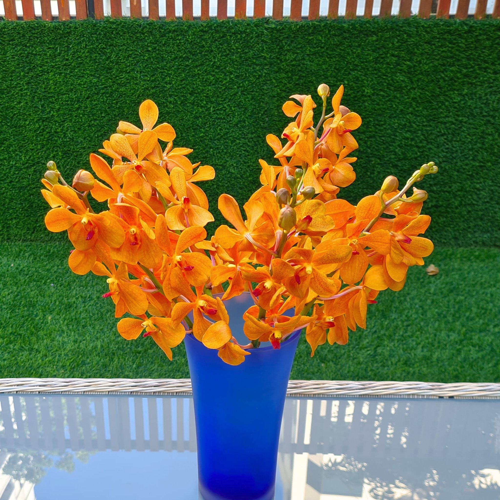 10 stems of fresh Aomyai Orange Mokara Orchids, vibrant orange color, flown from Thailand. Ideal for weddings, home decor, floral arrangements, and DIY projects. Unique tropical flowers perfect for gifts, centerpieces, and floral designs.