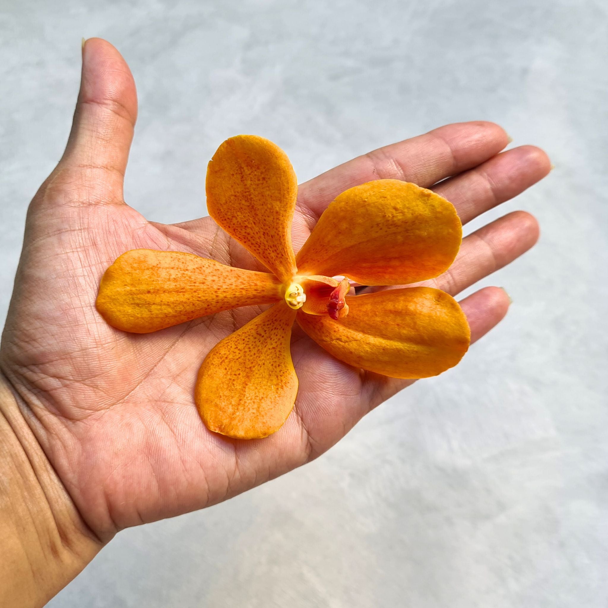 10 stems of fresh Aomyai Orange Mokara Orchids, vibrant orange color, flown from Thailand. Ideal for weddings, home decor, floral arrangements, and DIY projects. Unique tropical flowers perfect for gifts, centerpieces, and floral designs.