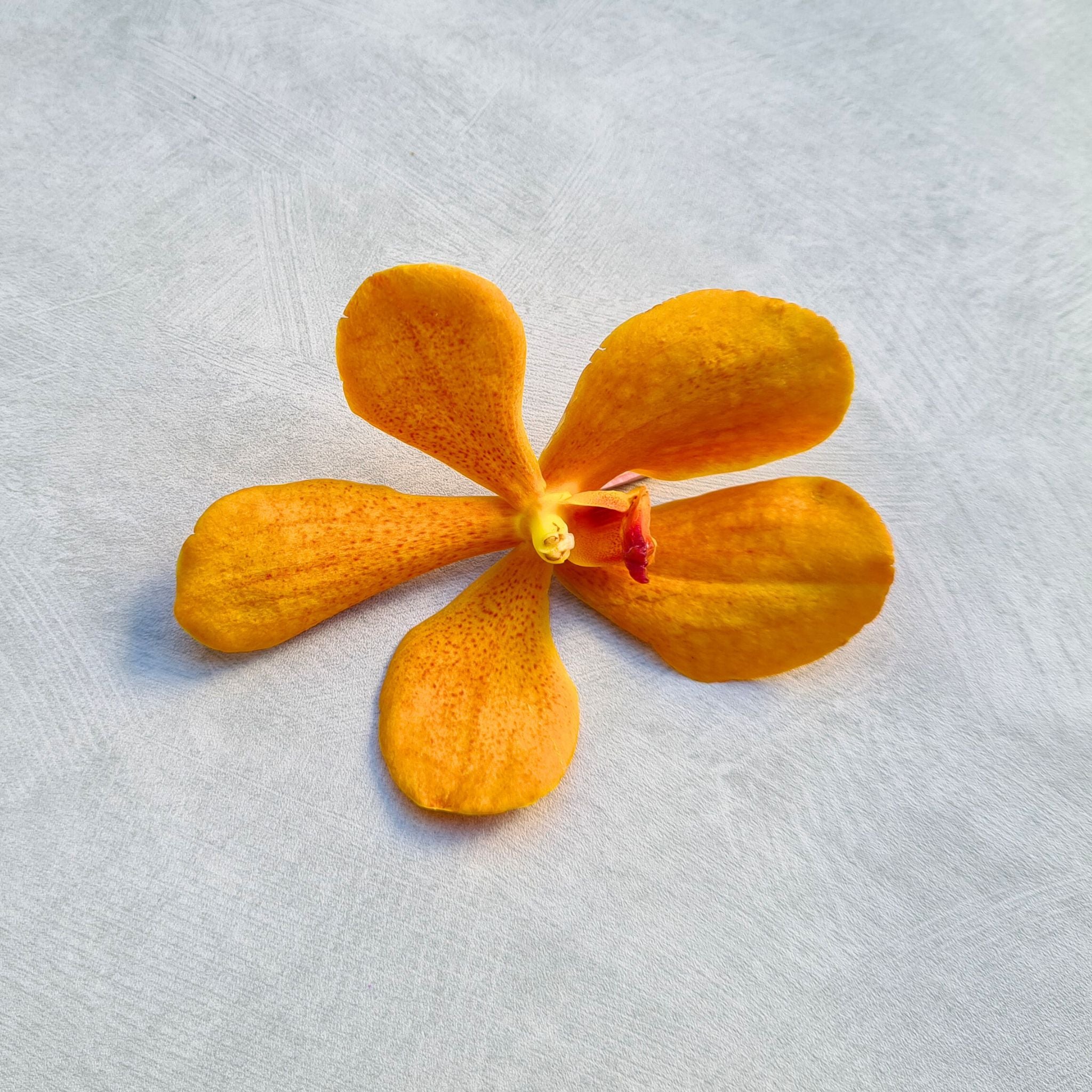 Fresh 10 stem Aomyai Orange Mokara Orchids, vibrant tropical flowers from Thailand, ideal for wedding bouquets, home decor, and floral arrangements. Unique exotic flowers perfect for DIY projects and adding elegance to any occasion.