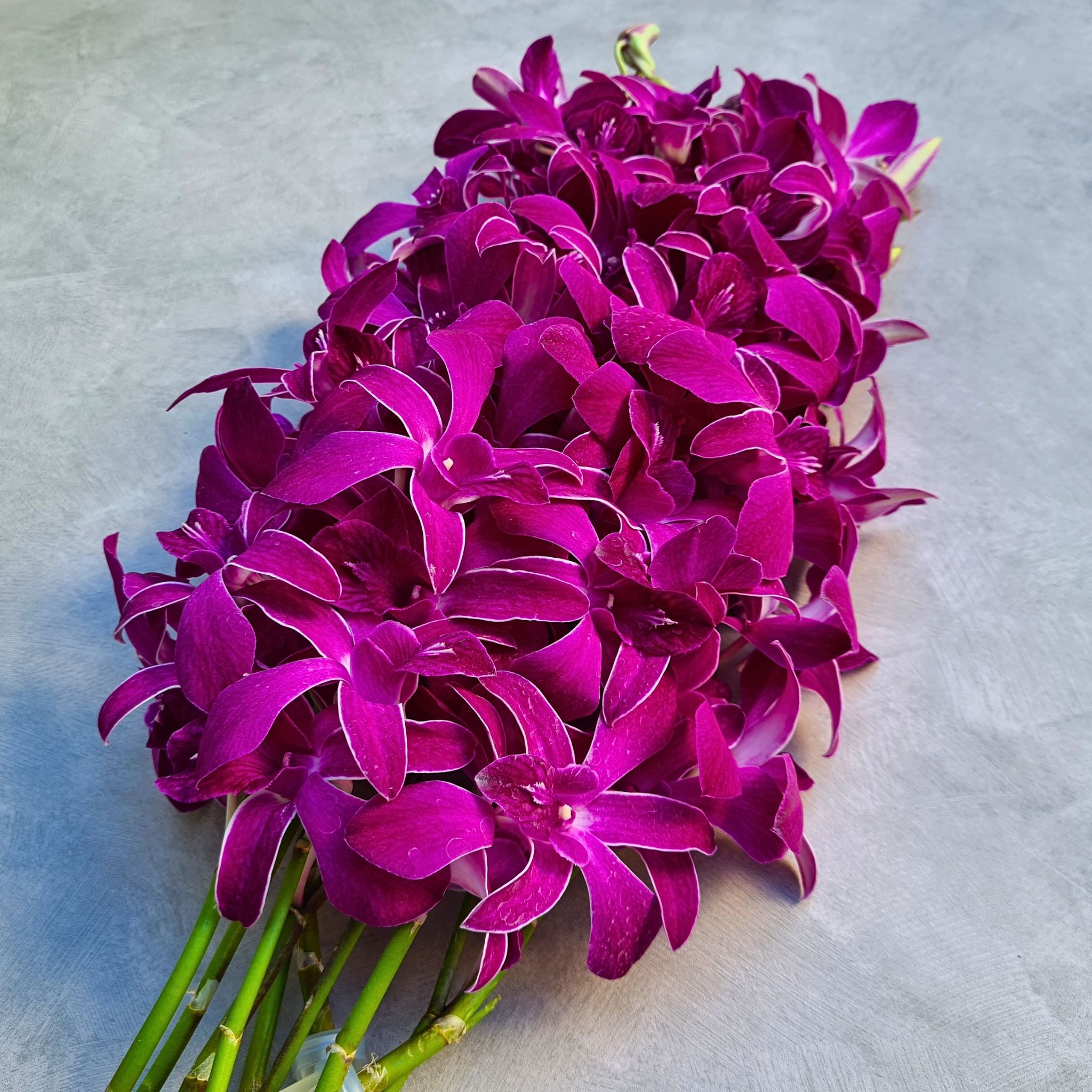 🌺 Stunning dark purple Dendrobium "Miss Siam Red" orchids with white-edged petals, perfect for weddings, events, or home decor. Freshly picked in Thailand, bundled in 10 stems with water capsules. Long-lasting blooms with free shipping included