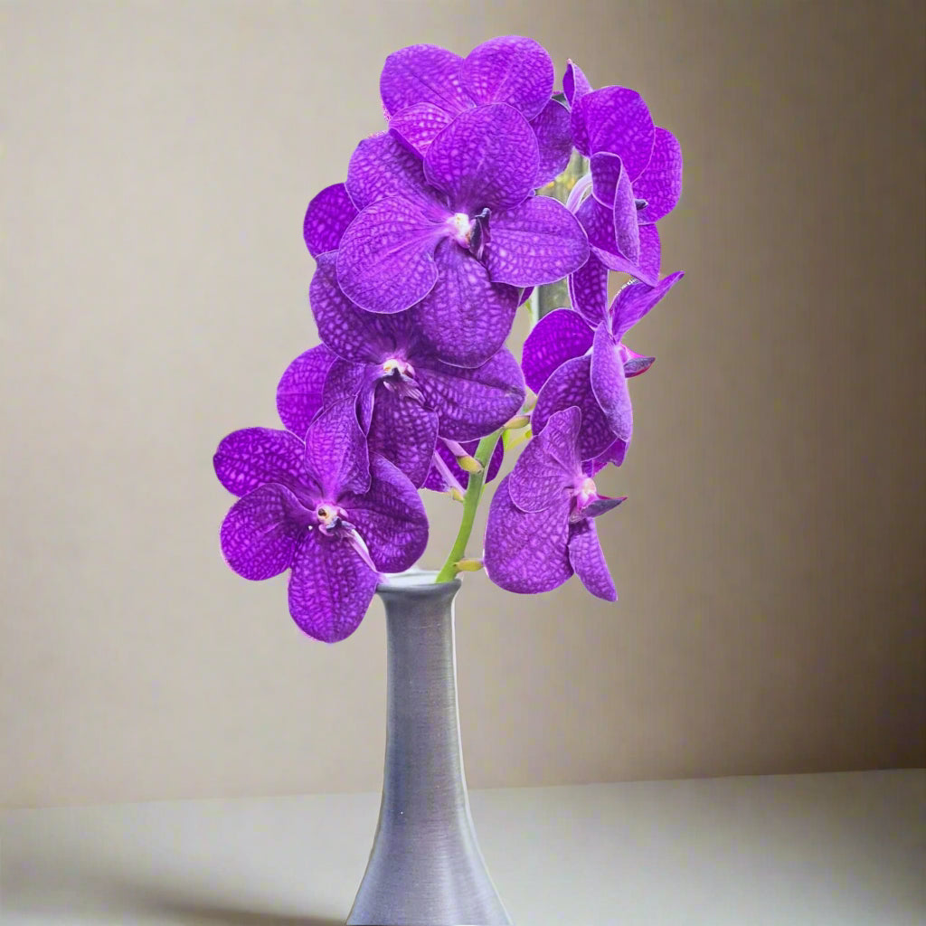 Vibrant purple-blue Vanda Orchids, freshly harvested in Thailand. Ten-stem bundle with unique patterns and bold hues, ideal for bouquets, table decorations, and DIY floral designs. Exotic blooms for weddings and special events with free shipping included.