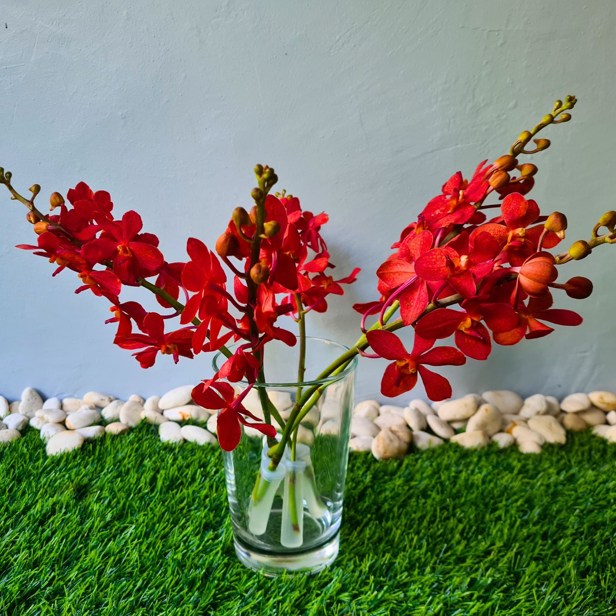 Stunning red Mokara orchids, known as Salaya Red, with vibrant petals. A fresh 10-stem bundle for weddings, events, and sophisticated home décor. Long-lasting blooms shipped fresh to the USA