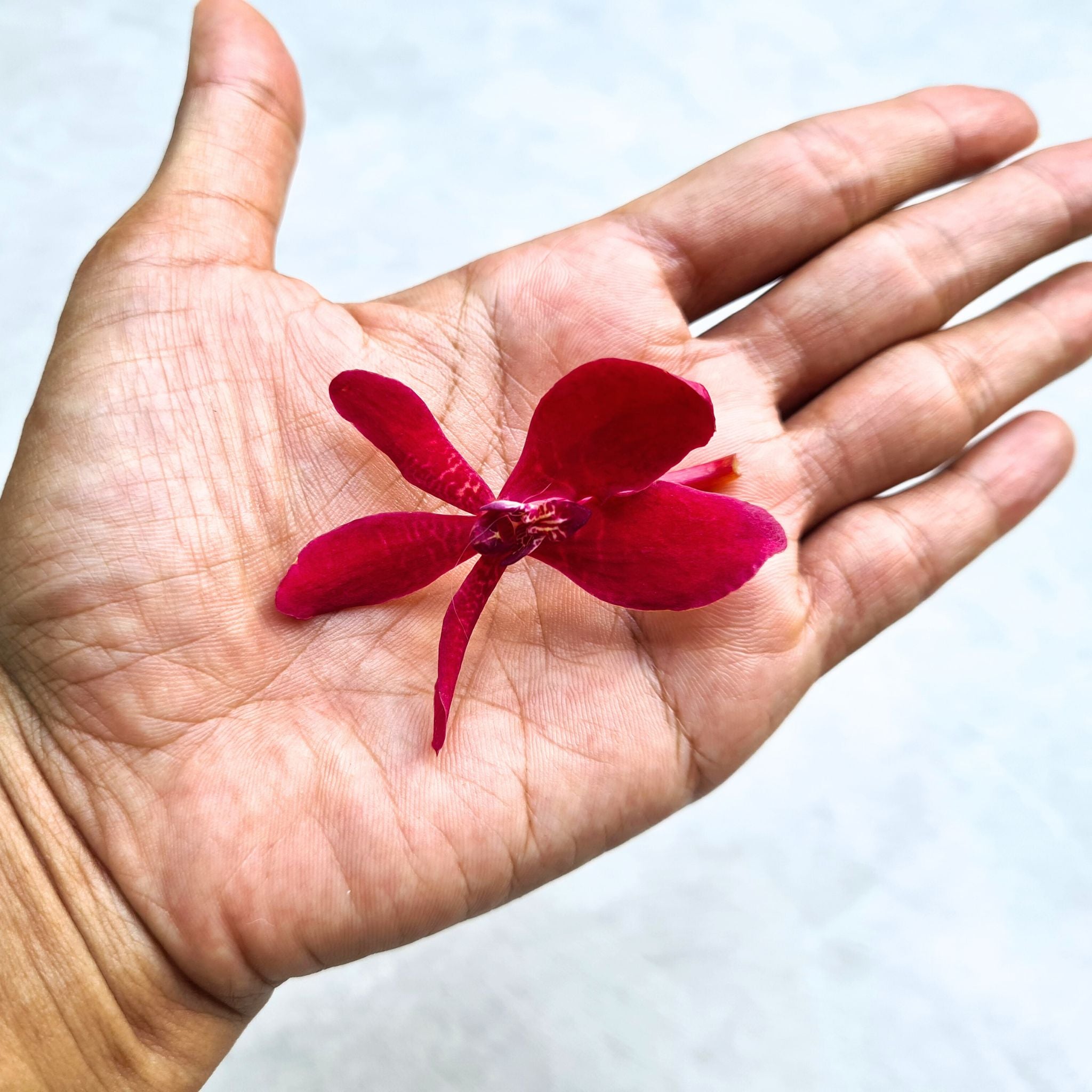 Freshly cut New Azimah orchids, a rare Renanstylis variety with vibrant red petals. This 10-stem bundle offers bold beauty for weddings, luxurious events, and DIY floral projects. Exotic Thai flowers delivered fresh