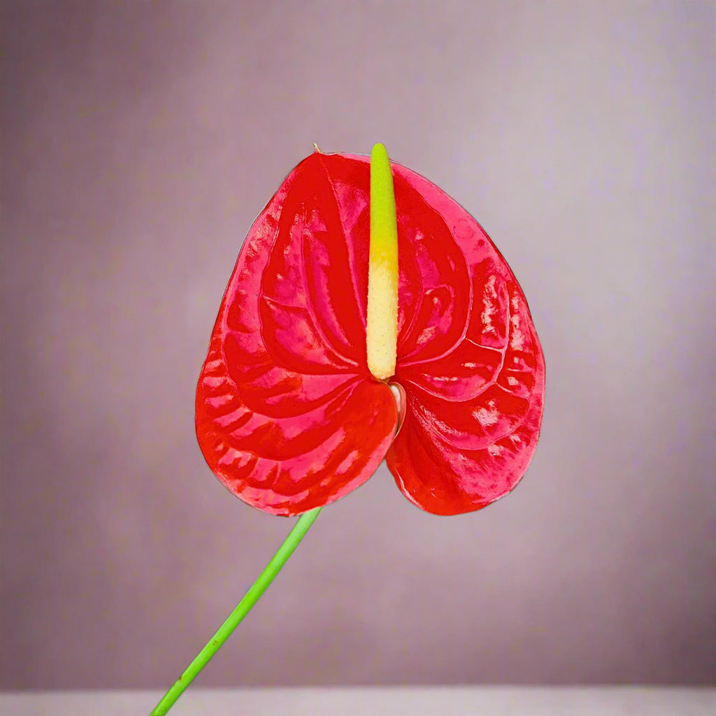 Anthurium FIRE orchid bloom in glossy red, fresh from Thailand with a long stem, perfect for weddings, event décor, floral centerpieces & DIY creations. This vibrant flower dazzles with its rare shiny finish, adding elegance to any setting or arrangement