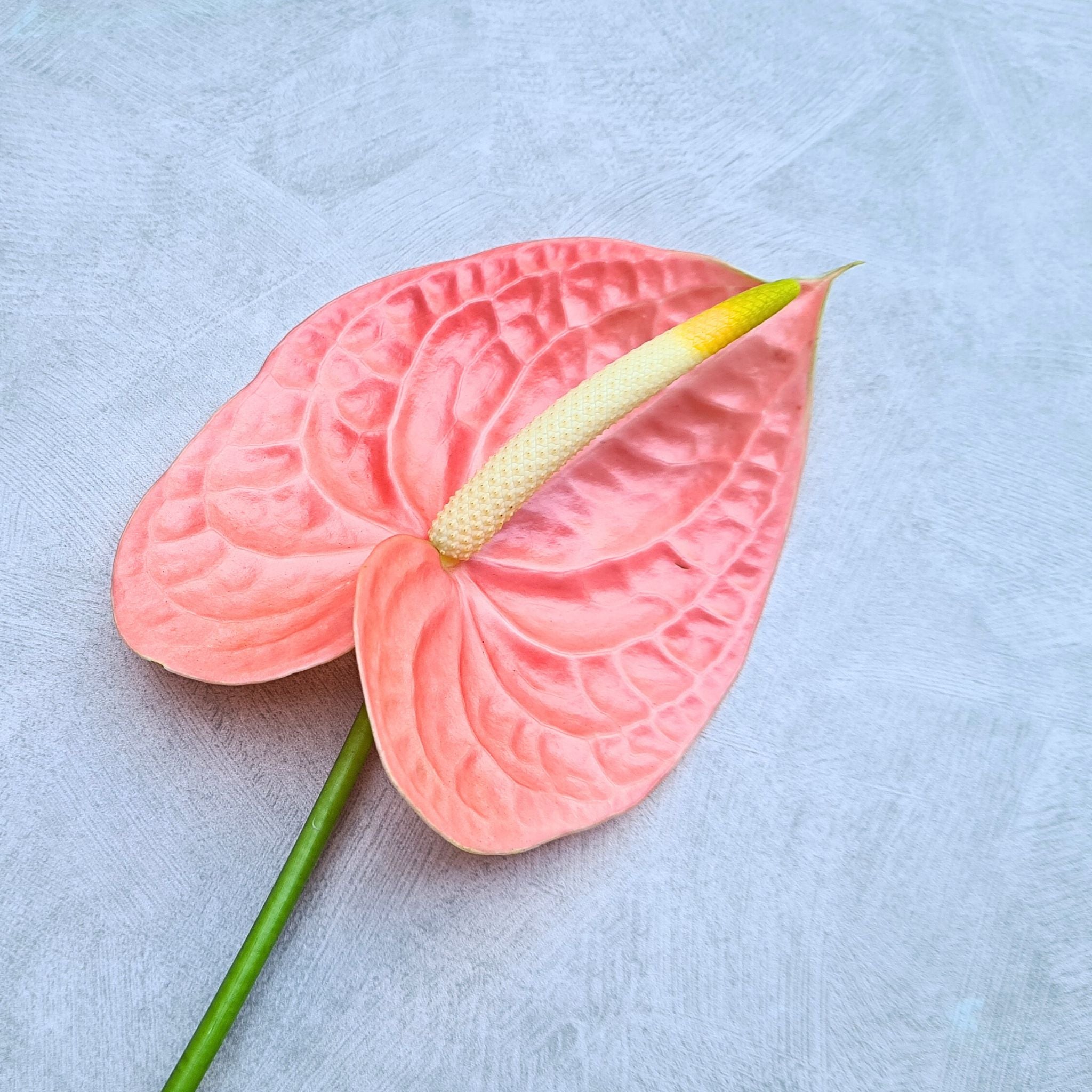 Light Peach-Red Anthurium "Nunzia" – Fresh Orchid Stems for Weddings & Events
The "Nunzia" Anthurium Orchid features a rare light peach-red hue with velvety petals, perfect for wedding bouquets, floral centerpieces, and upscale event decor. Available in bundles of 20, 40, or 60 stems, these fresh Thai blooms arrive with a water capsule for hydration. Ideal for florists, DIY floral arrangements, and home styling. Ships fresh with free USA delivery!