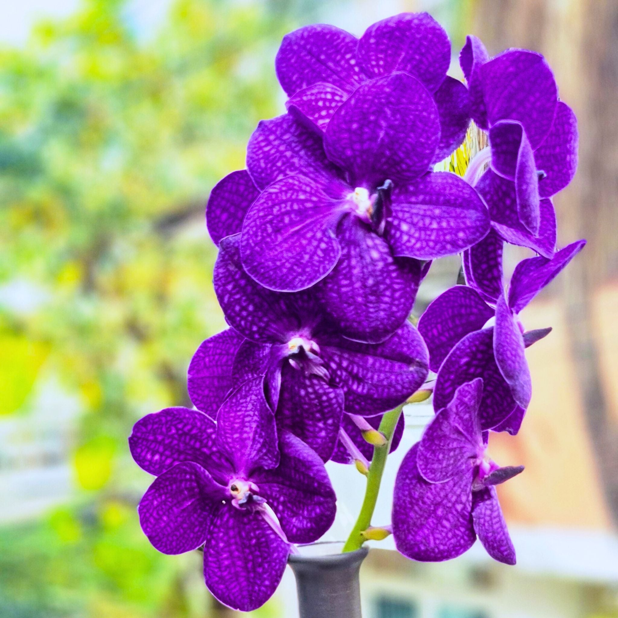 Ten-stem bundle of fresh Blue Vanda Orchids, deep purple in color with striking petal details. Long-lasting blooms for weddings, event planners, and DIY floral arrangements. Sourced from Thailand for premium quality and shipped free to your door.