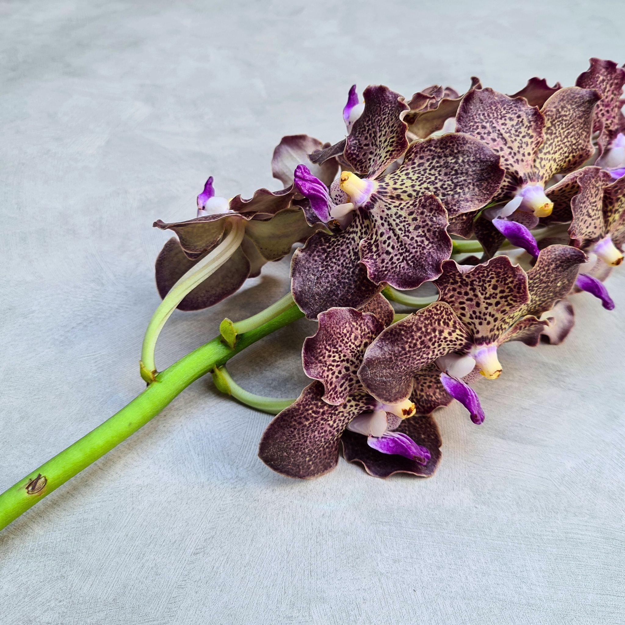 Assorted Black Magic Vanda Orchids in deep purple, brown, and black tones. A 10-stem bundle of exotic Thai blooms for wedding centerpieces, elegant floral installations, and DIY bouquets. Long-lasting flowers shipped fresh.