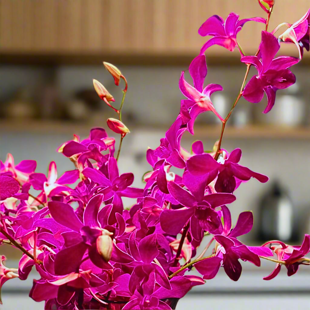 🌸 Rare Dendrobium orchids, "Miss Siam Red," flown fresh from Thailand. Featuring dark purple blooms with white-striped edges, ideal for floral designs, weddings, and home decor. Long-lasting beauty with water capsules included. Bundles of 10 stems available!