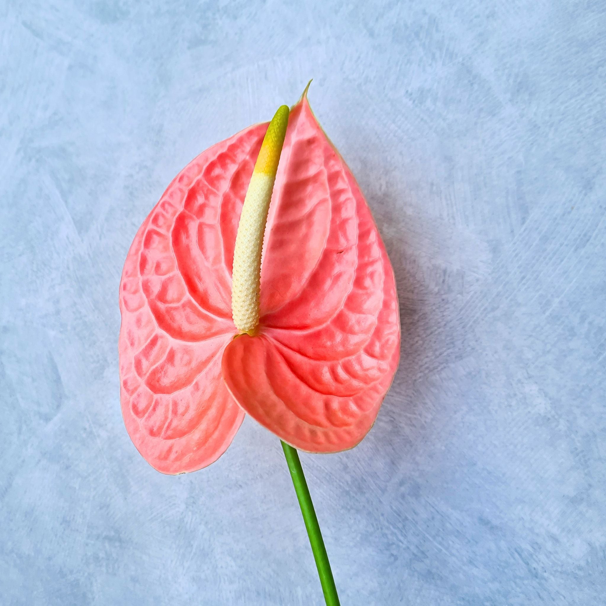 Light peach-red Anthurium "Nunzia" orchids, rare blooms with velvety petals. Freshly bundled in sizes of 5-60 stems, these Thai flowers are ideal for weddings, events, DIY bouquets, home decor, or photography, adding elegance to any space or occasion.