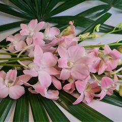 Bundle of 10 Peach Orchid Dendrobium stems, each with a water capsule. Elegant peach orchids with a pink blush, ideal for florists, weddings, events, and home decor. Freshly imported from Thailand, providing top-quality blooms.