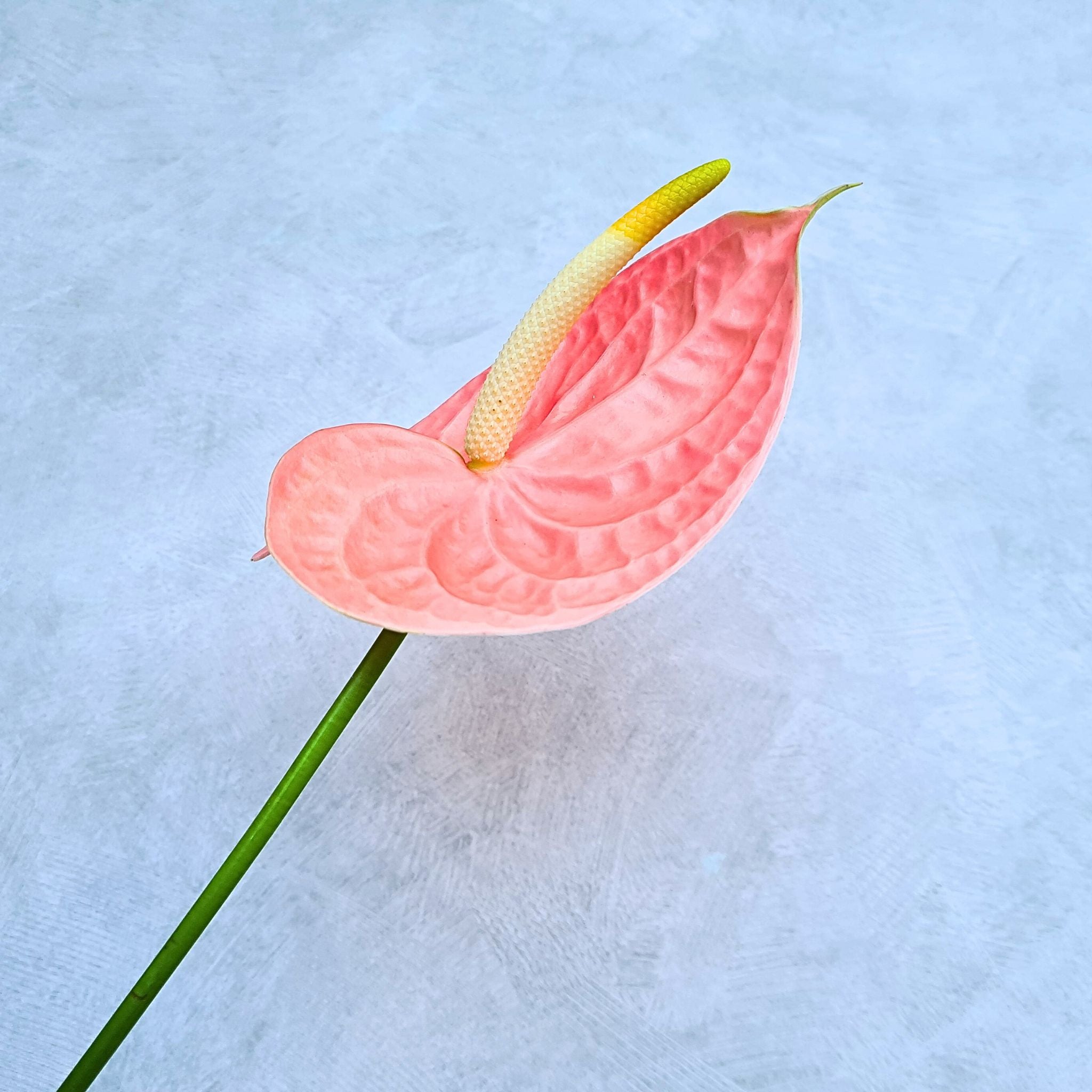 Elegant Peach-Red Anthurium – "Nunzia" Orchid Stems for Florists & Event Decor
Make a statement with The Nunzia Anthurium Orchid, a stunning peach-red bloom that adds sophistication to floral arrangements. Available in bundles of 20, 40, or 60 stems, this fresh-cut tropical flower is perfect for wedding florals, anniversary bouquets, and high-end event arrangements. Shipped fresh from Thailand with free USA delivery!