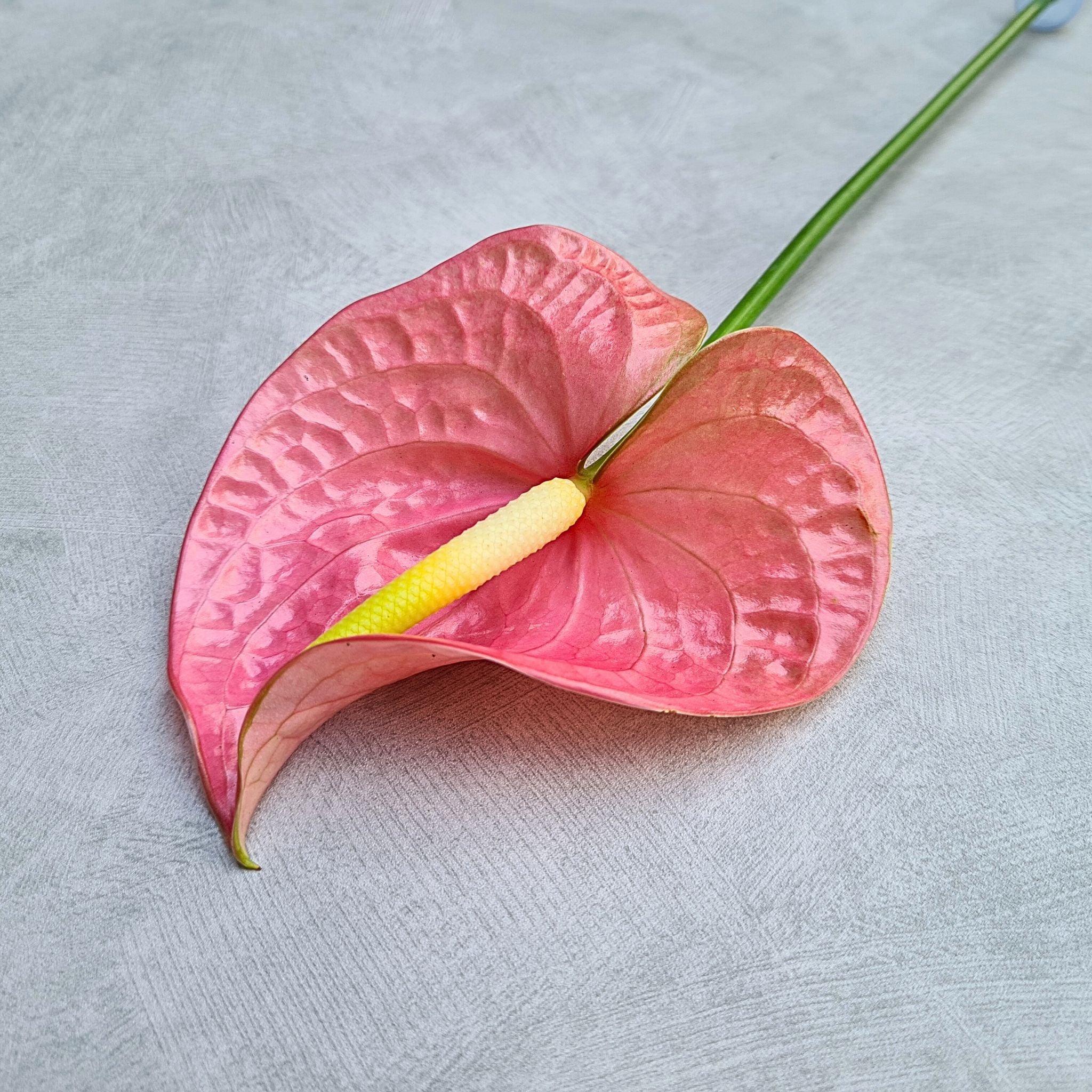 Anthurium Rosa orchids, exotic salmon-pink blooms with reddish-peach hues. Bundled fresh from Thailand in 5-60 stems, they are perfect for weddings, home decor, or events, offering rare beauty and tropical sophistication.