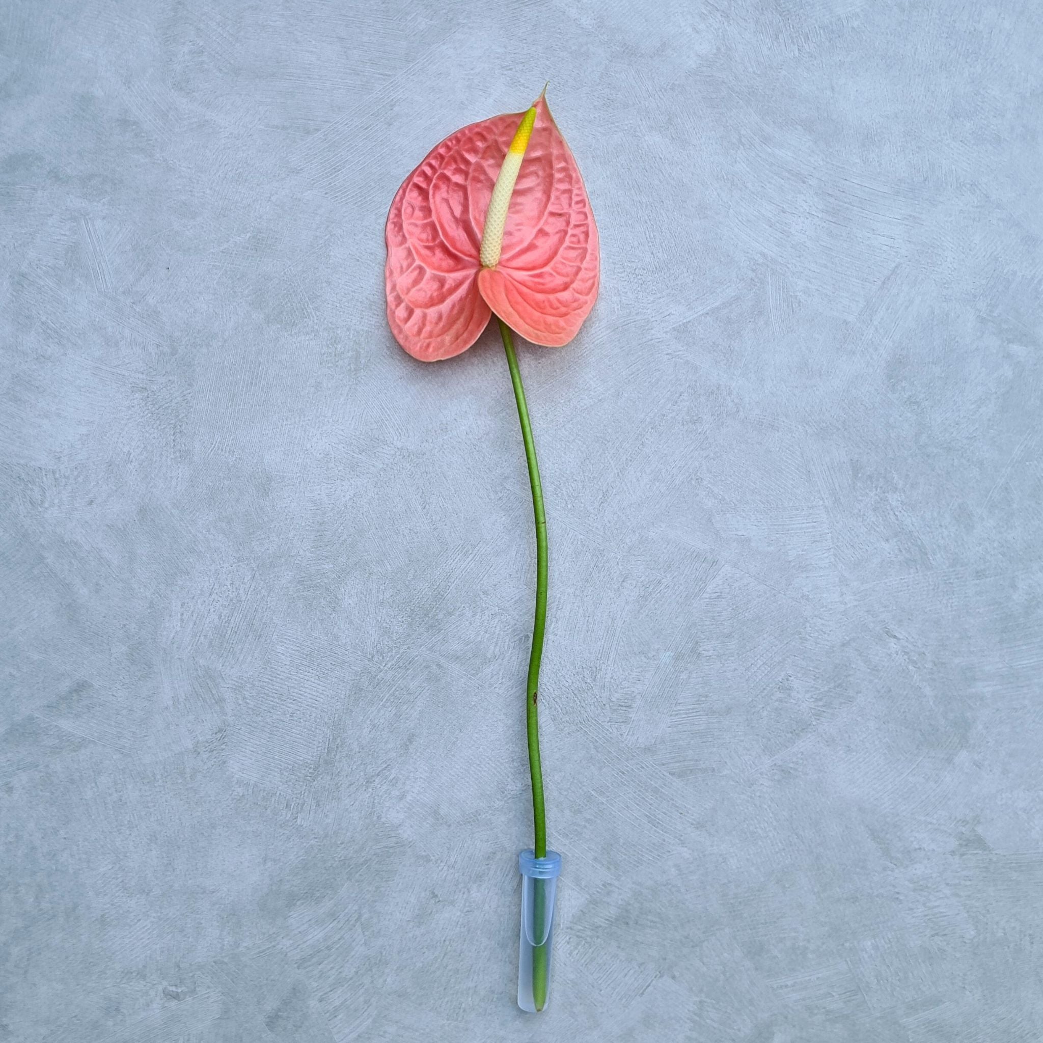 Exotic Thai Anthurium orchids, "Nunzia," showcase rare peach-red blooms. Available in bundles of 5-60 stems, these velvety flowers are ideal for weddings, DIY bouquets, event decor, or home styling, bringing elegance and tropical beauty to any space.