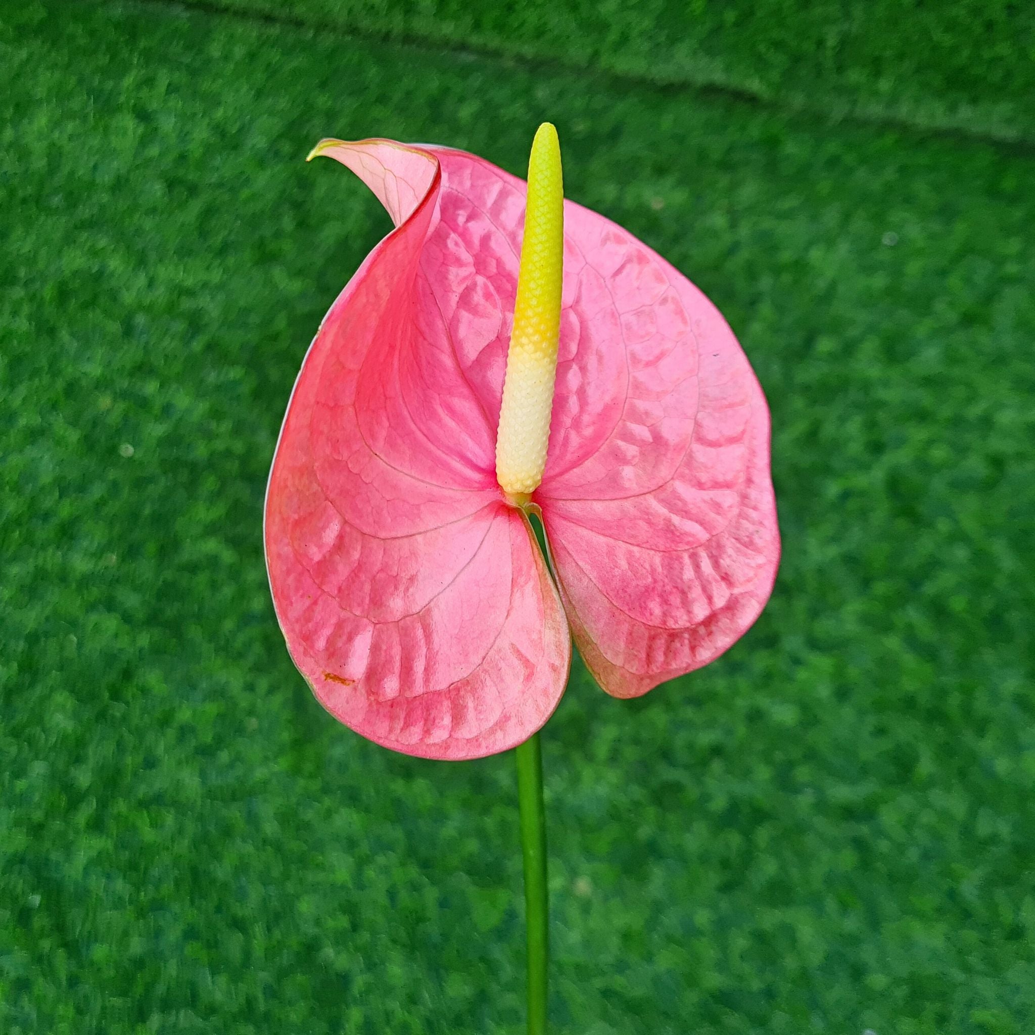 Exotic Anthurium Rosa orchids, rare salmon-pink blooms with velvety reddish-peach petals. Freshly bundled in sizes of 5-60 stems, these Thai flowers are perfect for weddings, floral decor, events, or creative DIY projects.